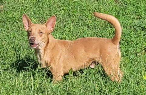Enlarge Rolo, a Adoptable mixed breed in Chiefland, FL image 1/3