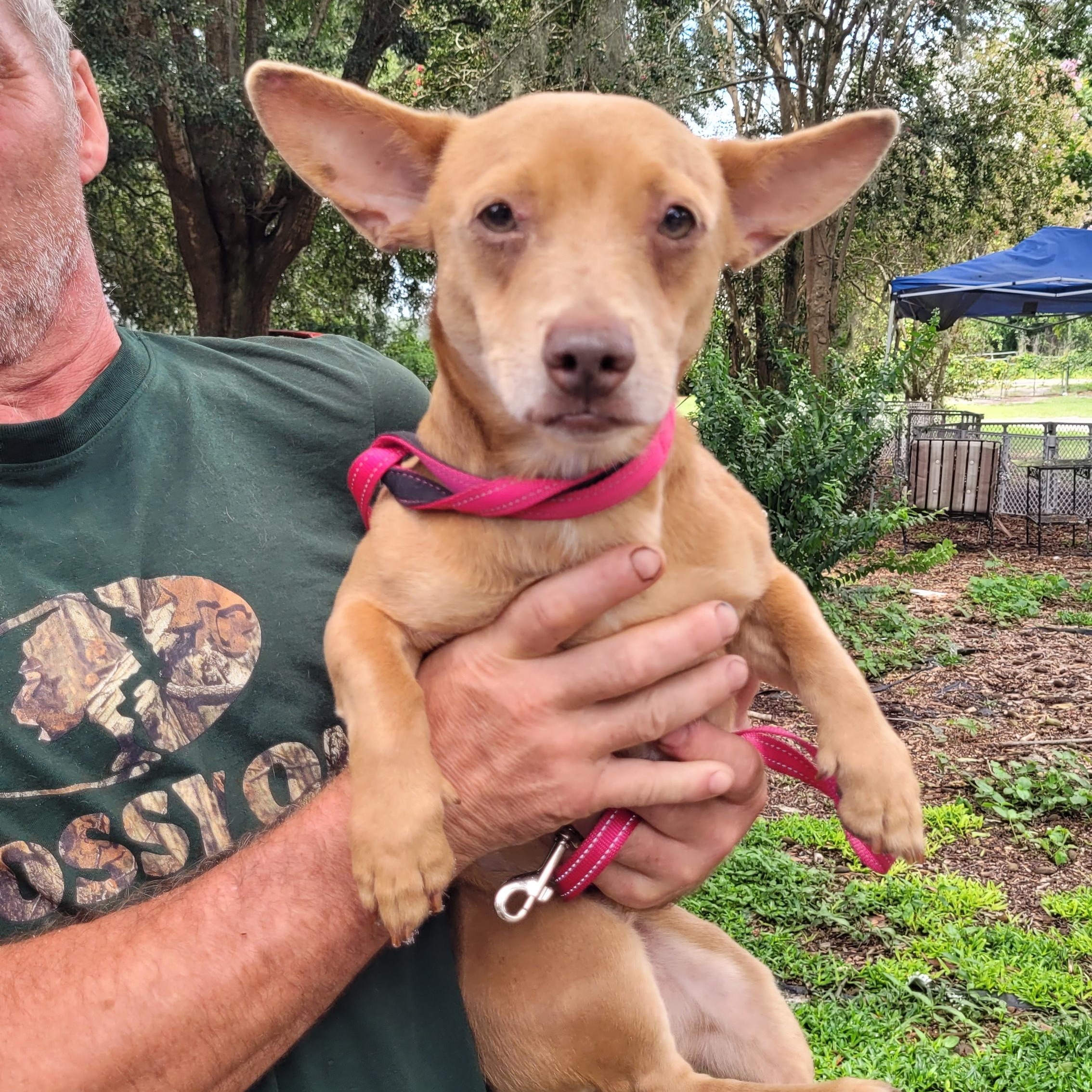 Enlarge Rolo, a Adoptable mixed breed in Chiefland, FL image 1/2