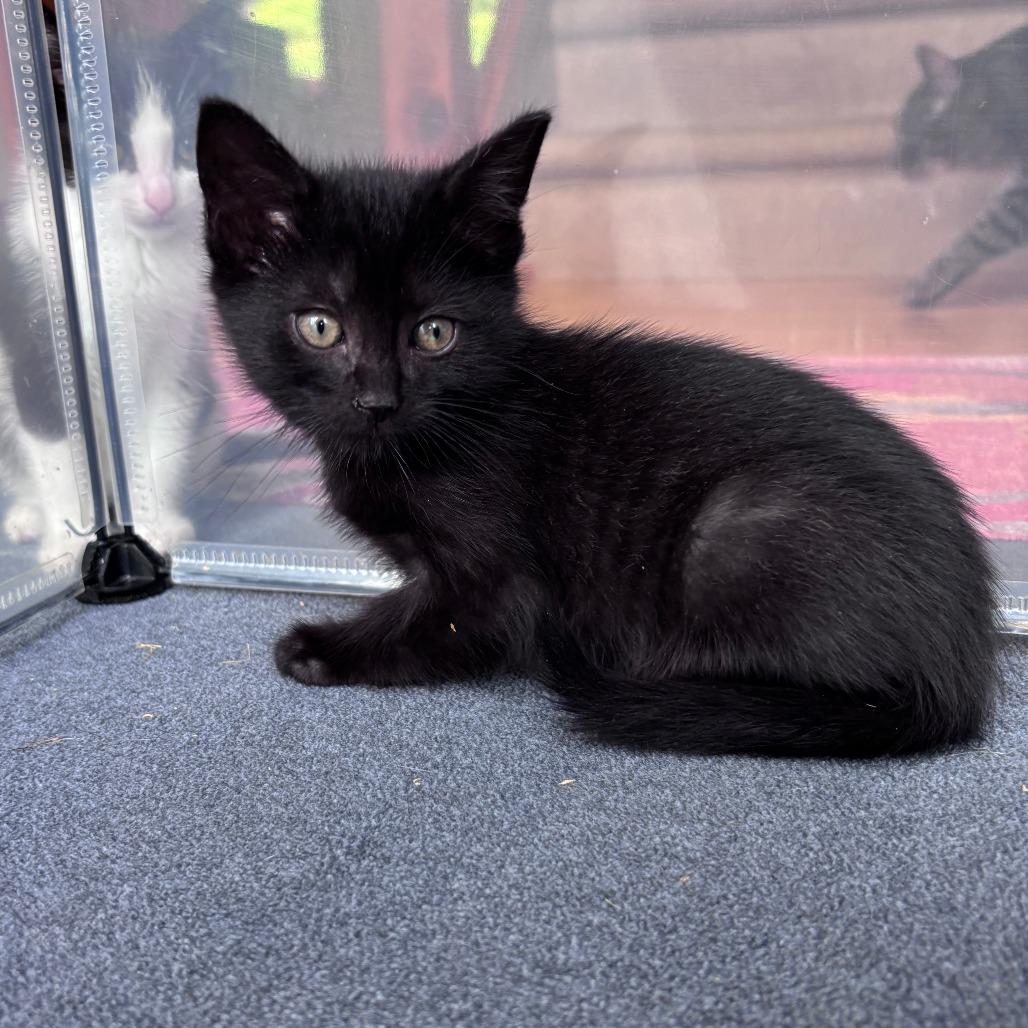 Enlarge Hunter, a Adoptable Domestic Short Hair in Oneonta, NY image 1/1