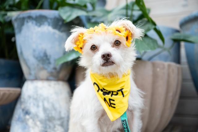 Enlarge Mia, a ADOPTABLE mixed breed in Maple Grove, MN image 4/5