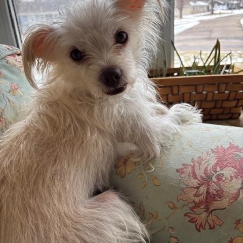 Enlarge Mia, a ADOPTABLE mixed breed in Maple Grove, MN image 5/5