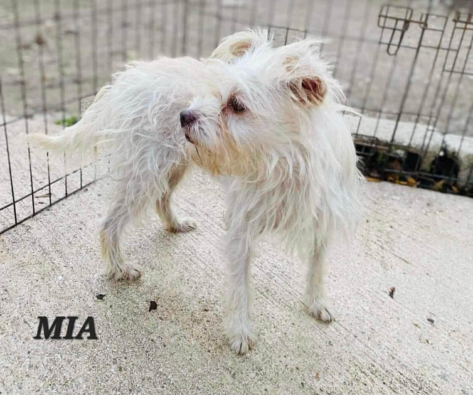 Enlarge Mia, a ADOPTABLE mixed breed in Maple Grove, MN image 3/5