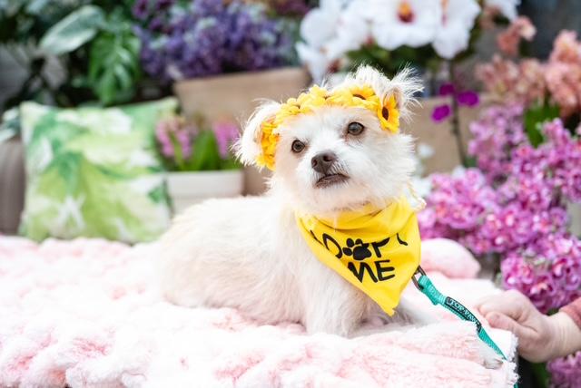 Mia, ADOPTABLE, Young Female Shih Tzu & Terrier.