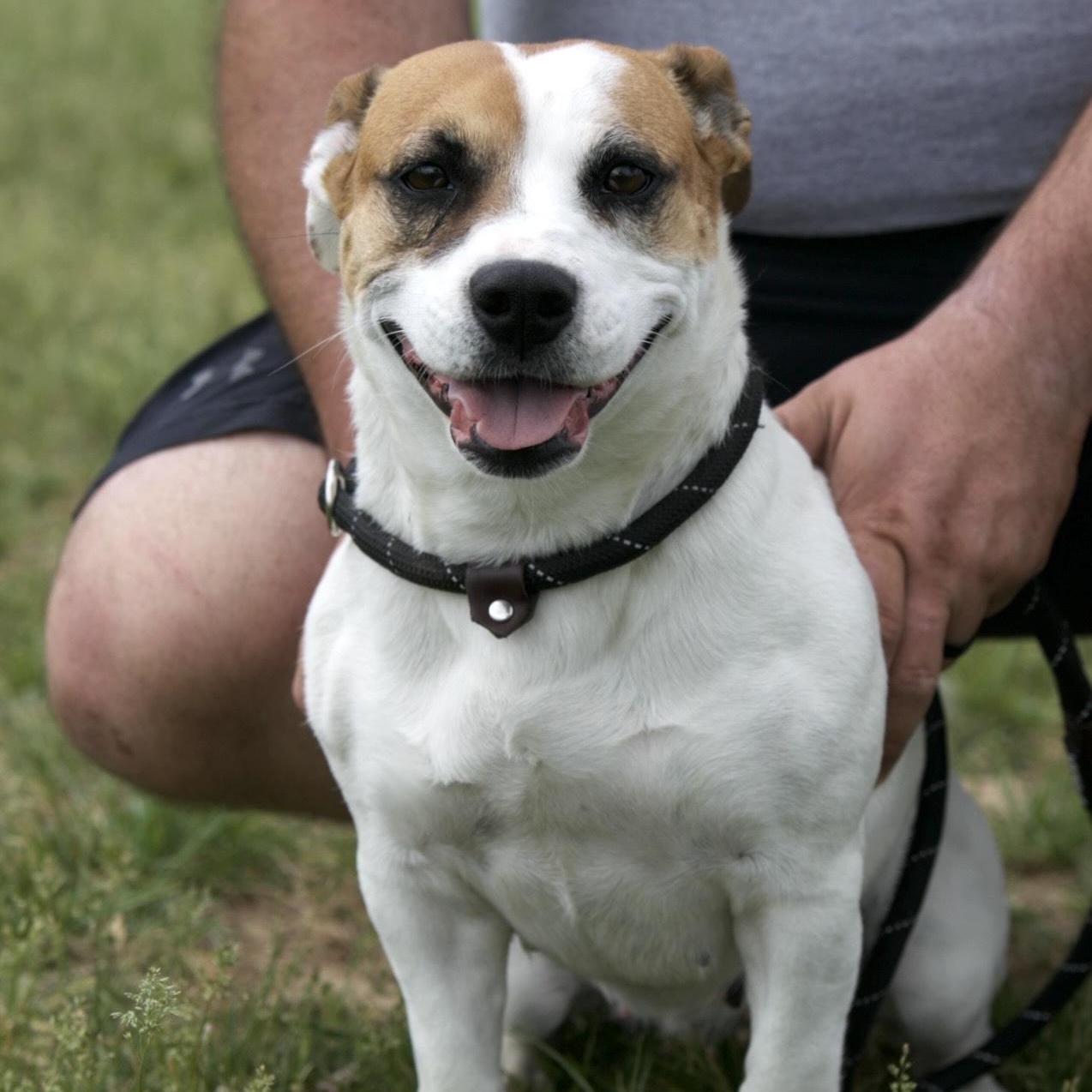 Eve, adopted, Adult Female Beagle.