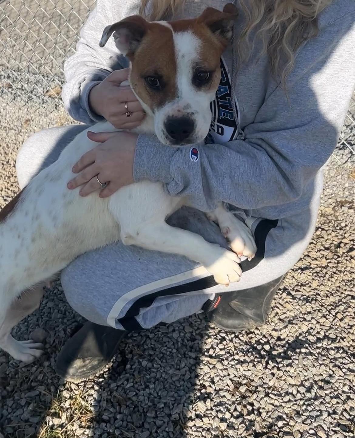 Enlarge Eve, an adopted mixed breed in Mount Sterling, KY image 3/3