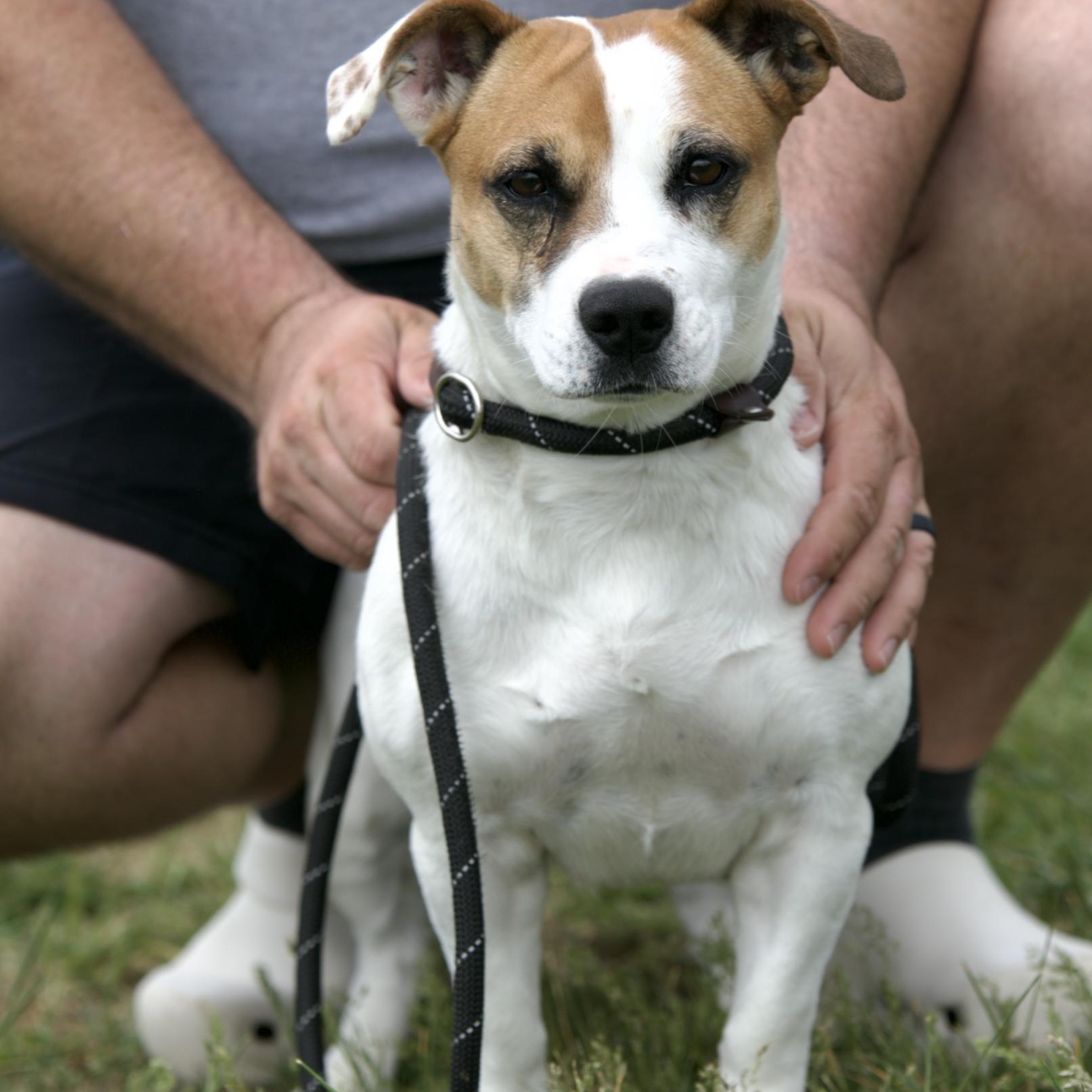 Enlarge Eve, an adopted mixed breed in Mount Sterling, KY image 2/3
