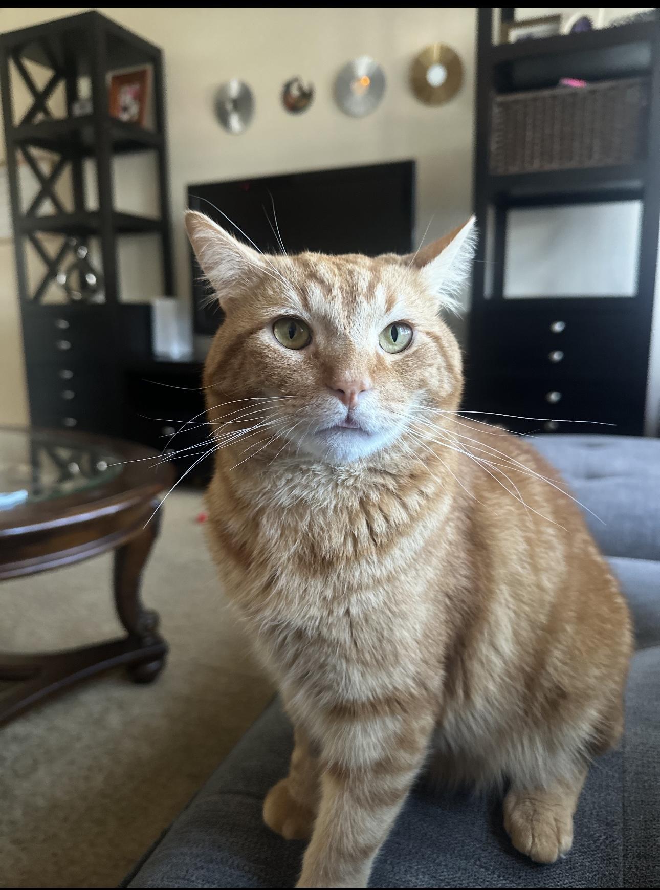 Enlarge Van, a Adoptable Domestic Short Hair in Yonkers, NY image 3/4