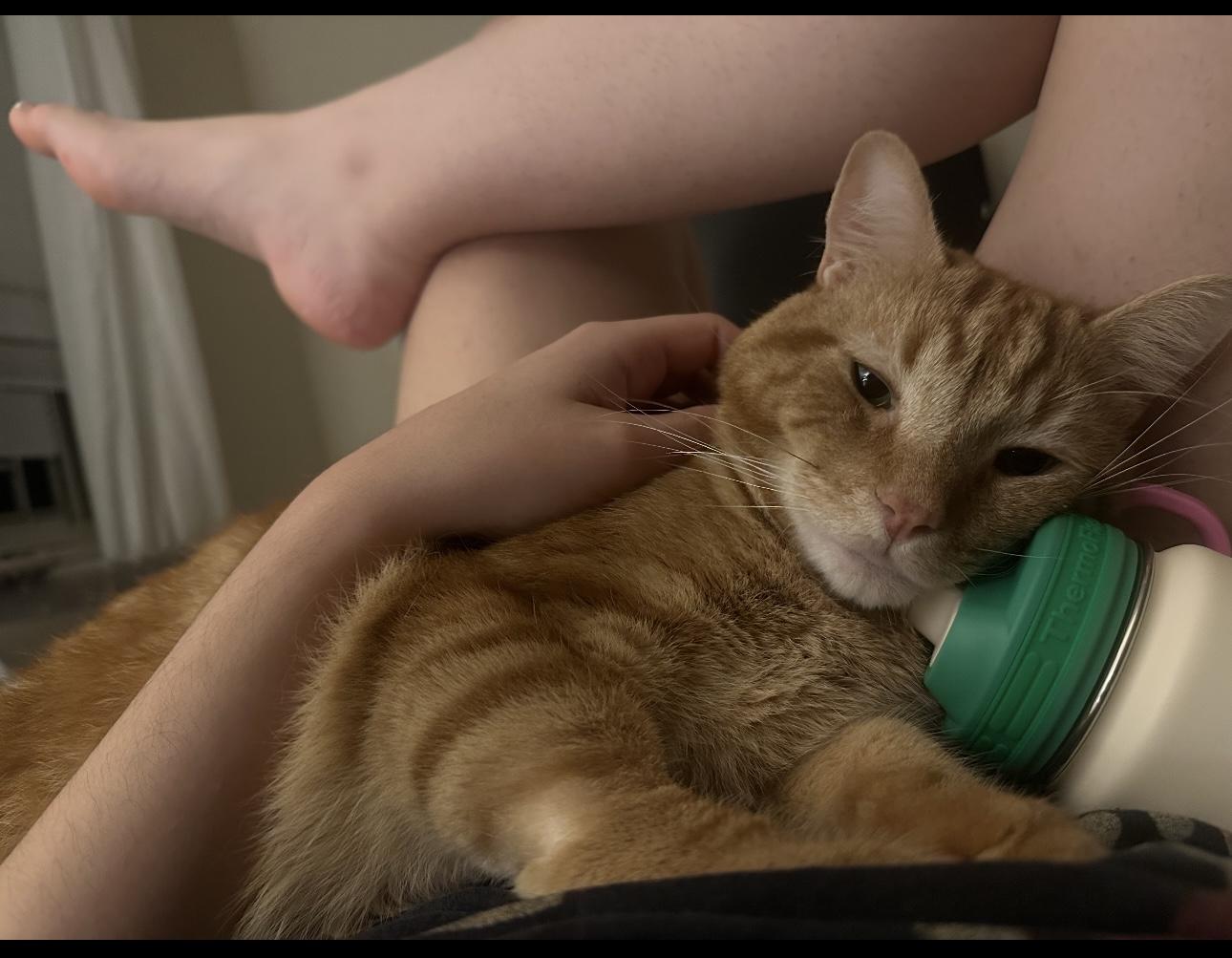 Enlarge Van, a Adoptable Domestic Short Hair in Yonkers, NY image 4/4