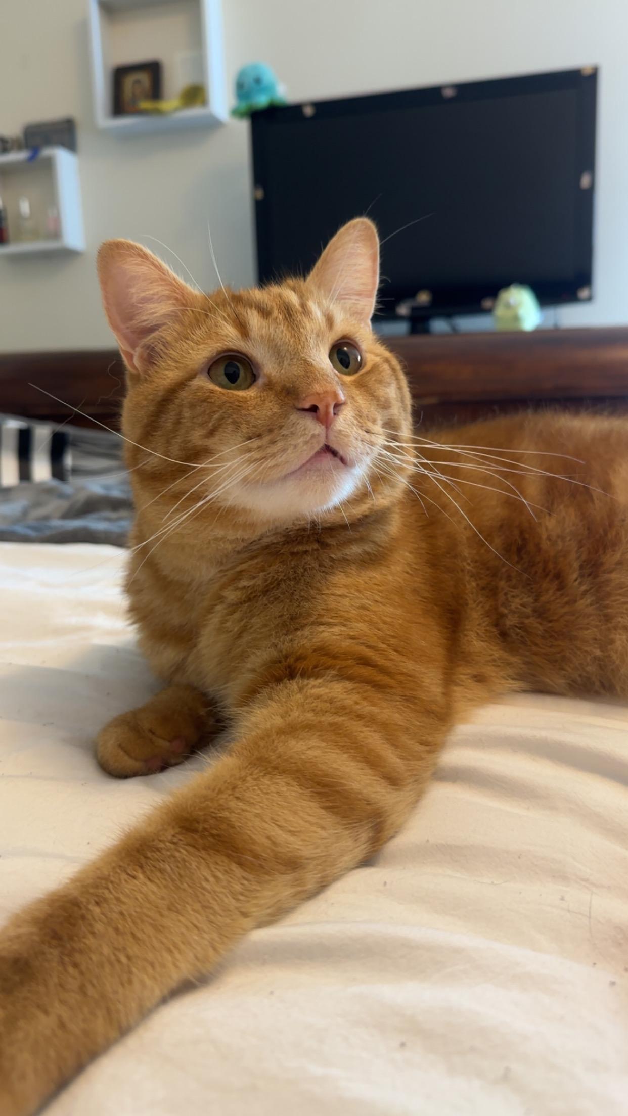 Enlarge Van, a Adoptable Domestic Short Hair in Yonkers, NY image 1/4