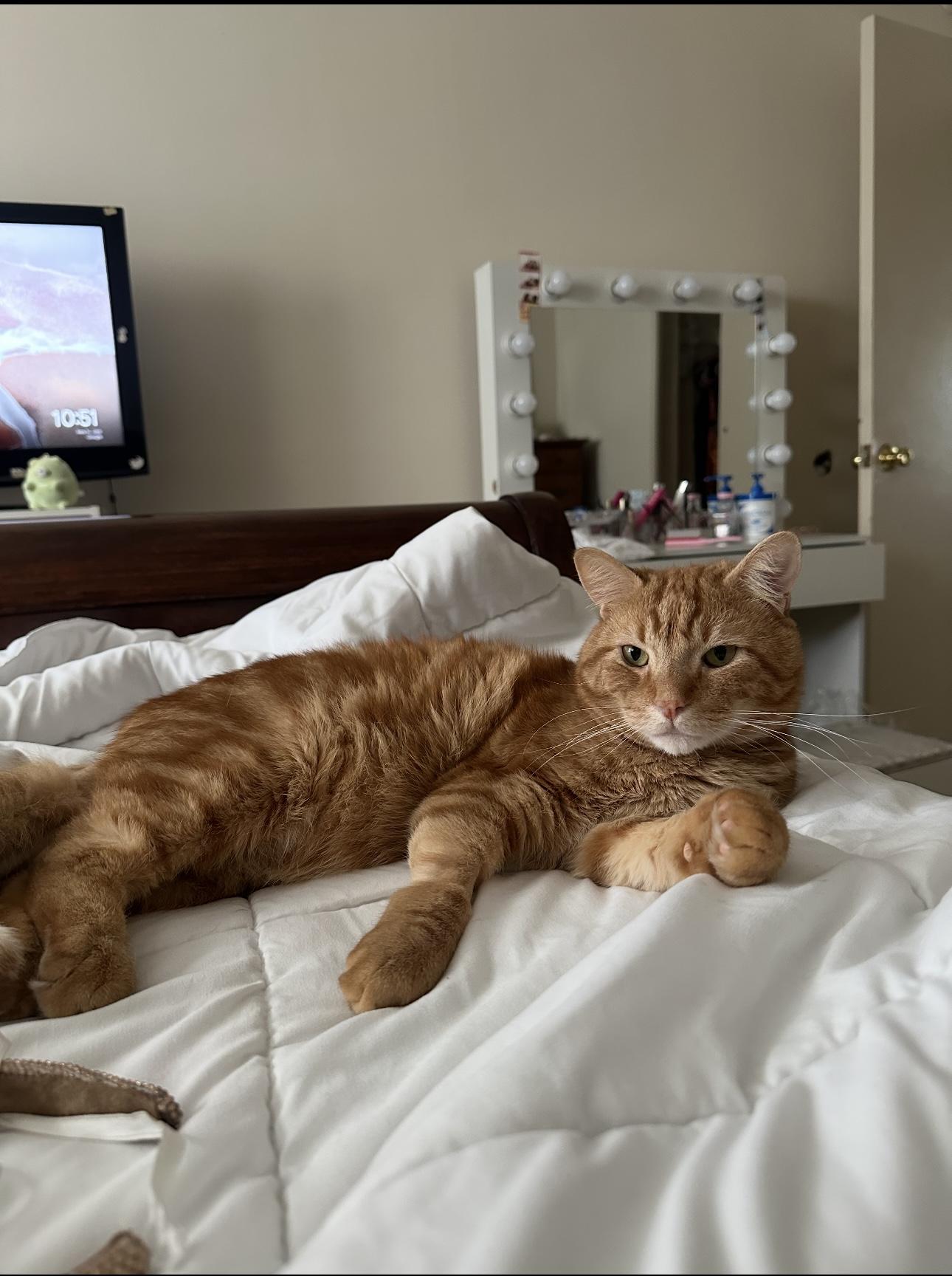 Enlarge Van, a Adoptable Domestic Short Hair in Yonkers, NY image 2/4