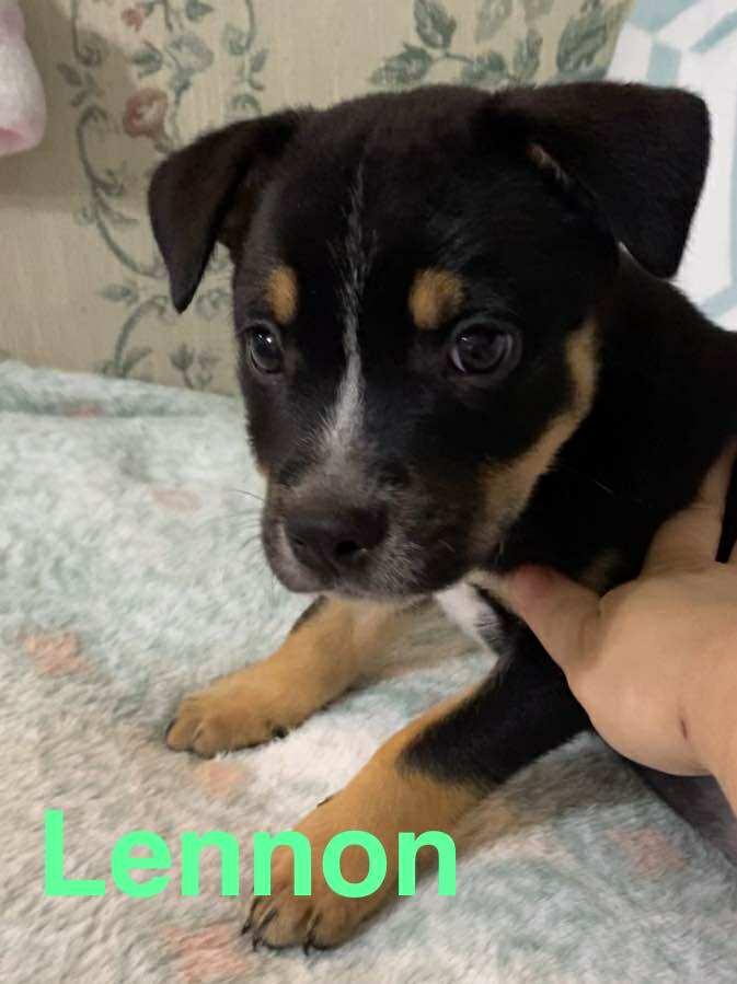Lennon - Rockstar Litter