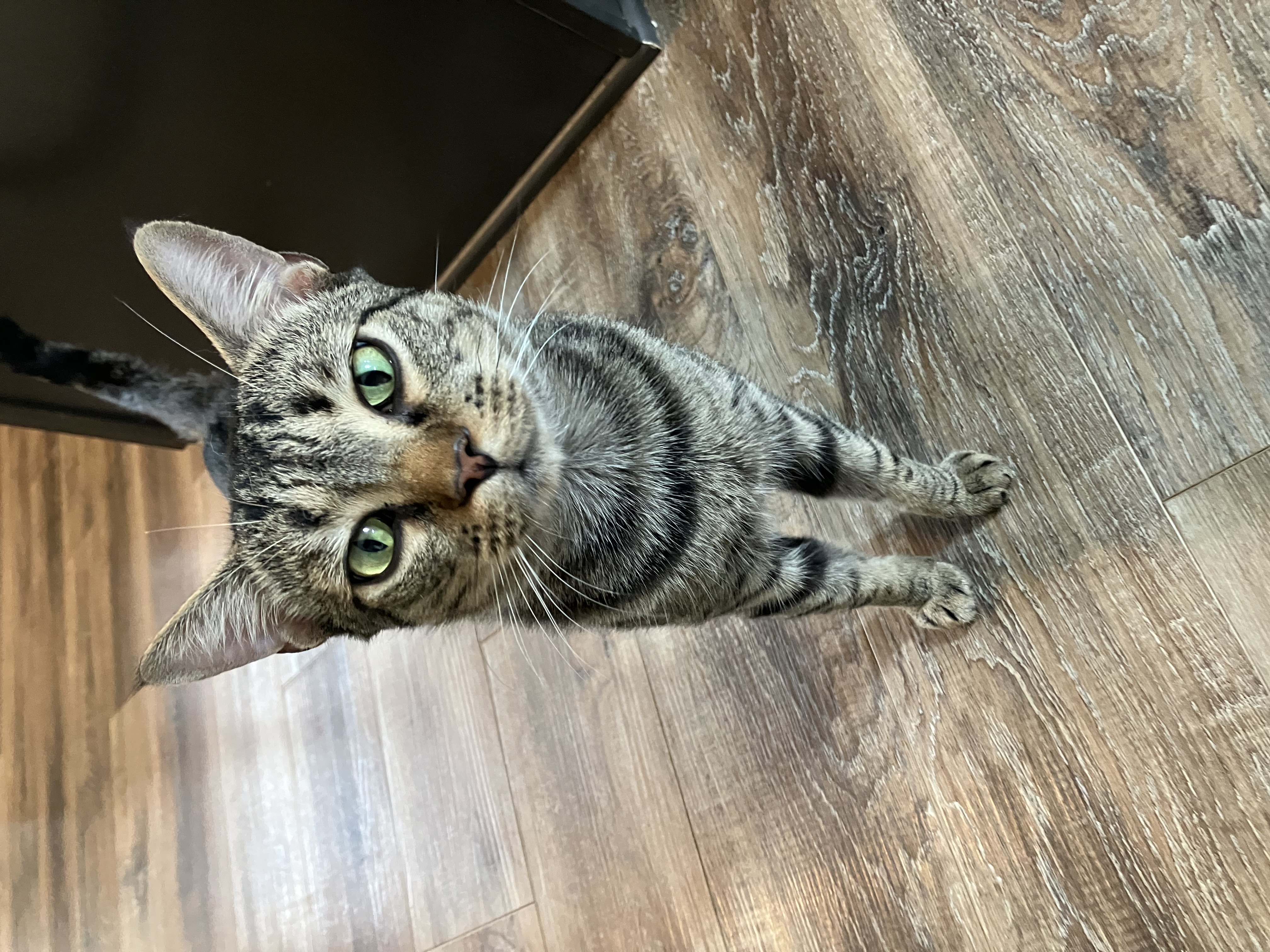 Meow Meow, a Adoptable American Shorthair in Mount Airy, MD image 1/5