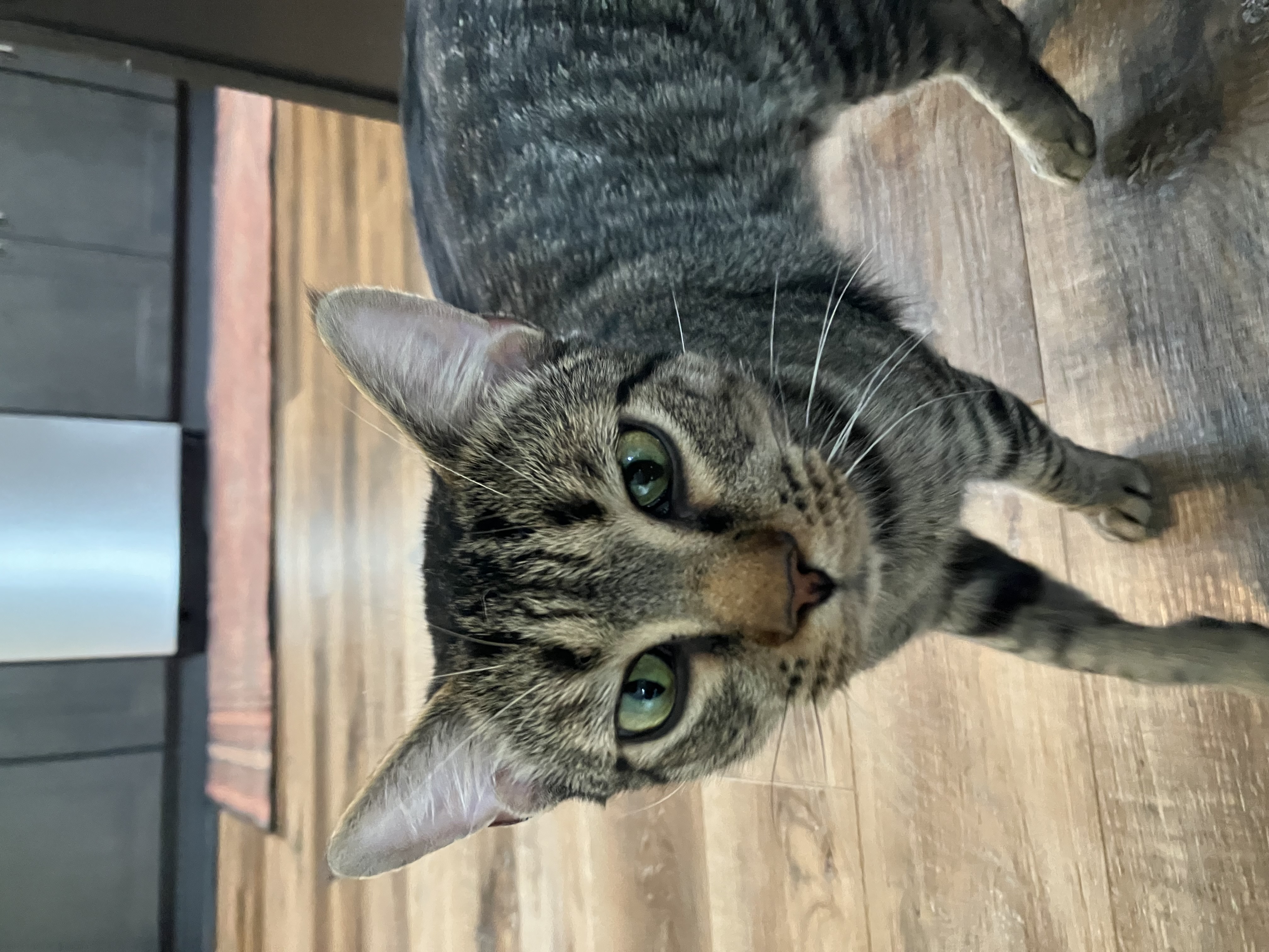 Meow Meow, a Adoptable American Shorthair in Mount Airy, MD image 2/5