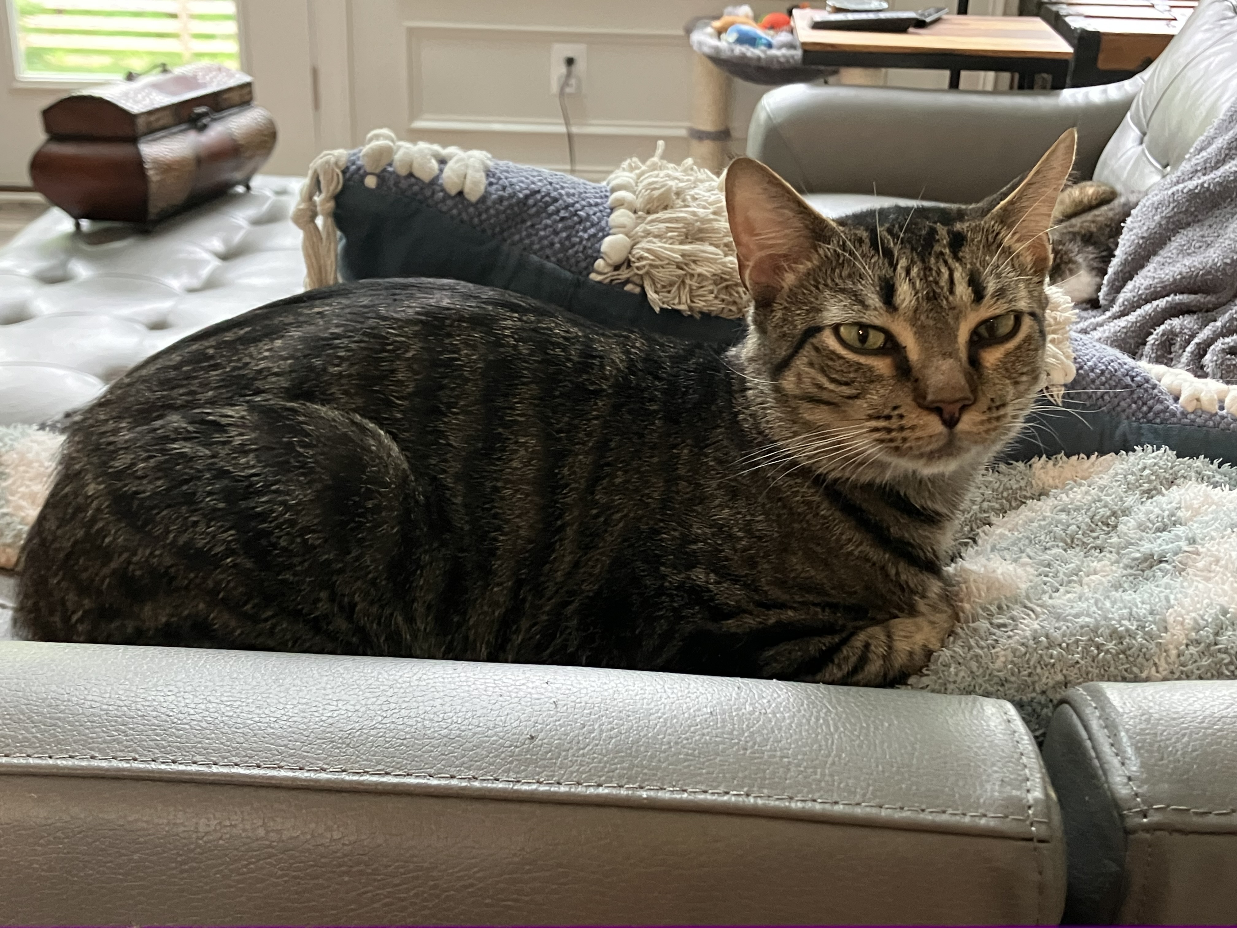 Meow Meow, a Adoptable American Shorthair in Mount Airy, MD image 3/5