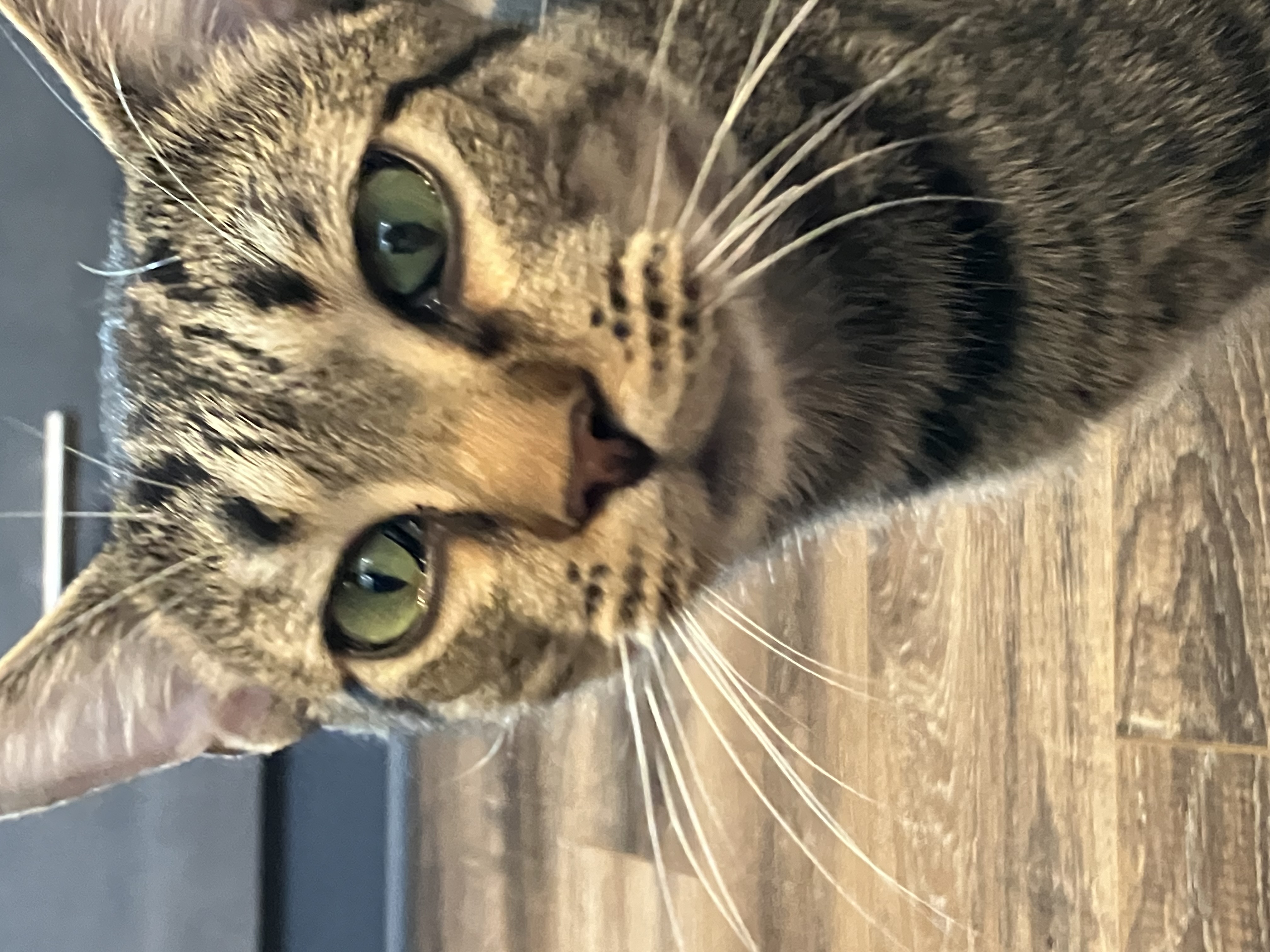 Meow Meow, a Adoptable American Shorthair in Mount Airy, MD image 4/5