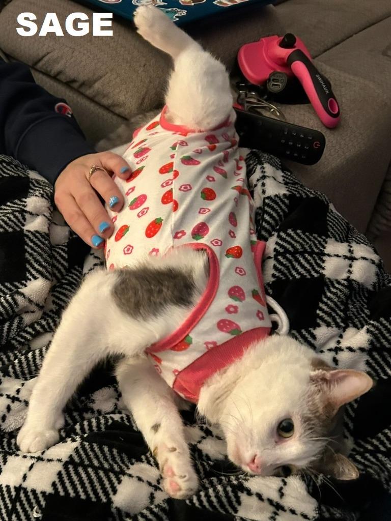 Enlarge Sage, a Adoptable mixed breed in Owatonna, MN image 2/6