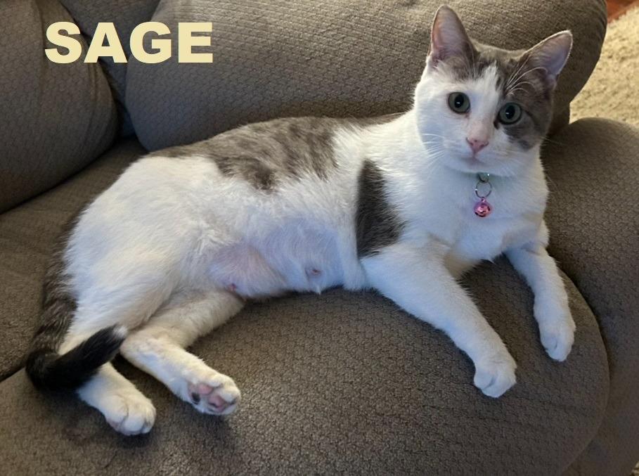 Enlarge Sage, a Adoptable mixed breed in Owatonna, MN image 4/6
