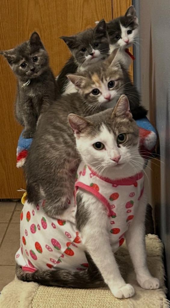 Enlarge Sage, a Adoptable mixed breed in Owatonna, MN image 5/6