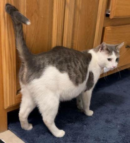 Sage, Adoptable, Adult Female Domestic Short Hair.