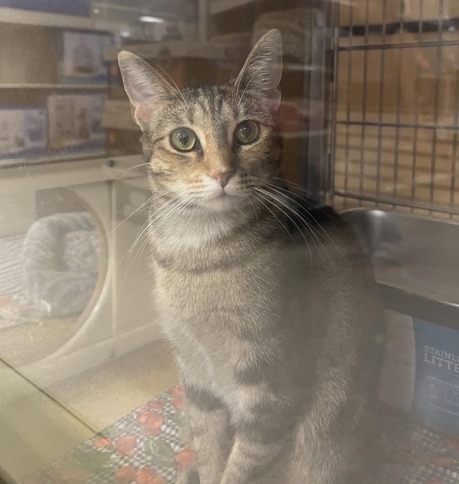 Peanut, Adoptable, Adult Female Domestic Short Hair.