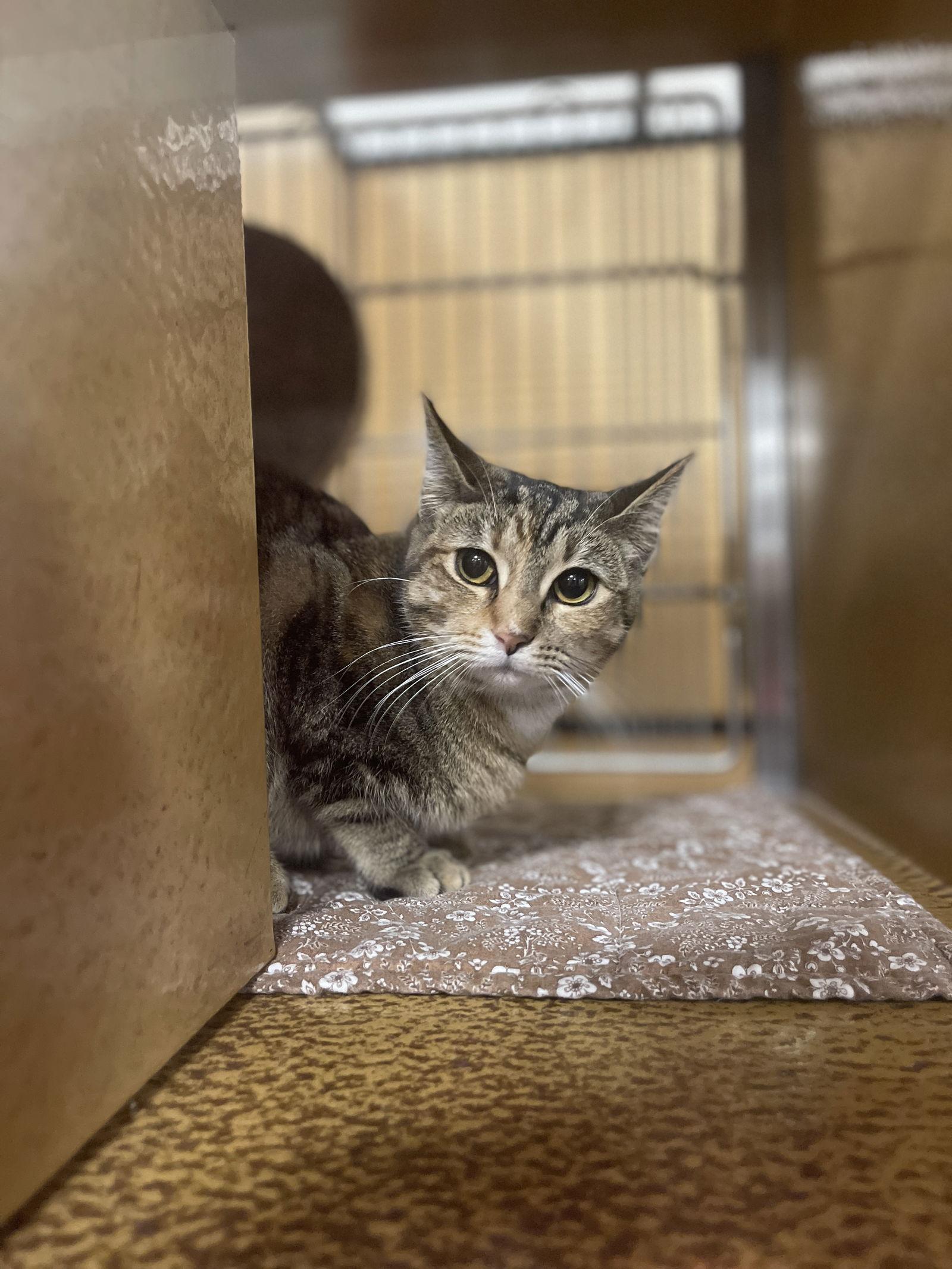 Enlarge Peanut, a Adoptable Domestic Short Hair in Mesquite, TX image 1/3