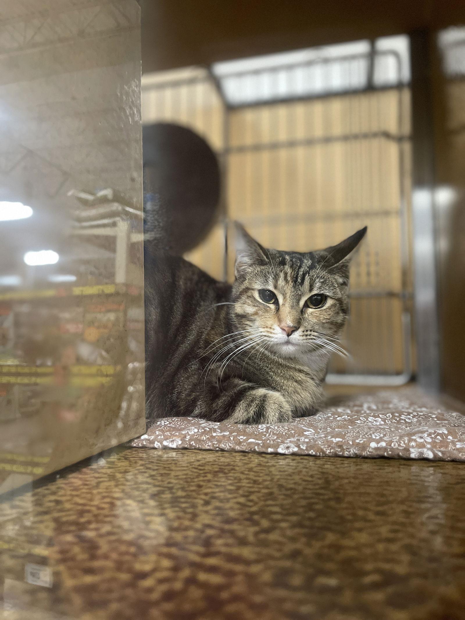 Enlarge Peanut, a Adoptable Domestic Short Hair in Mesquite, TX image 2/3