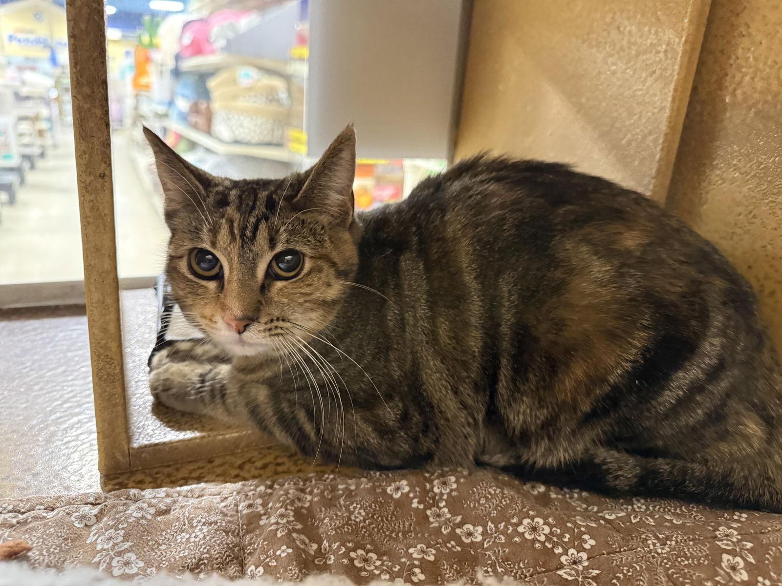 Enlarge Peanut, a Adoptable Domestic Short Hair in Mesquite, TX image 3/3