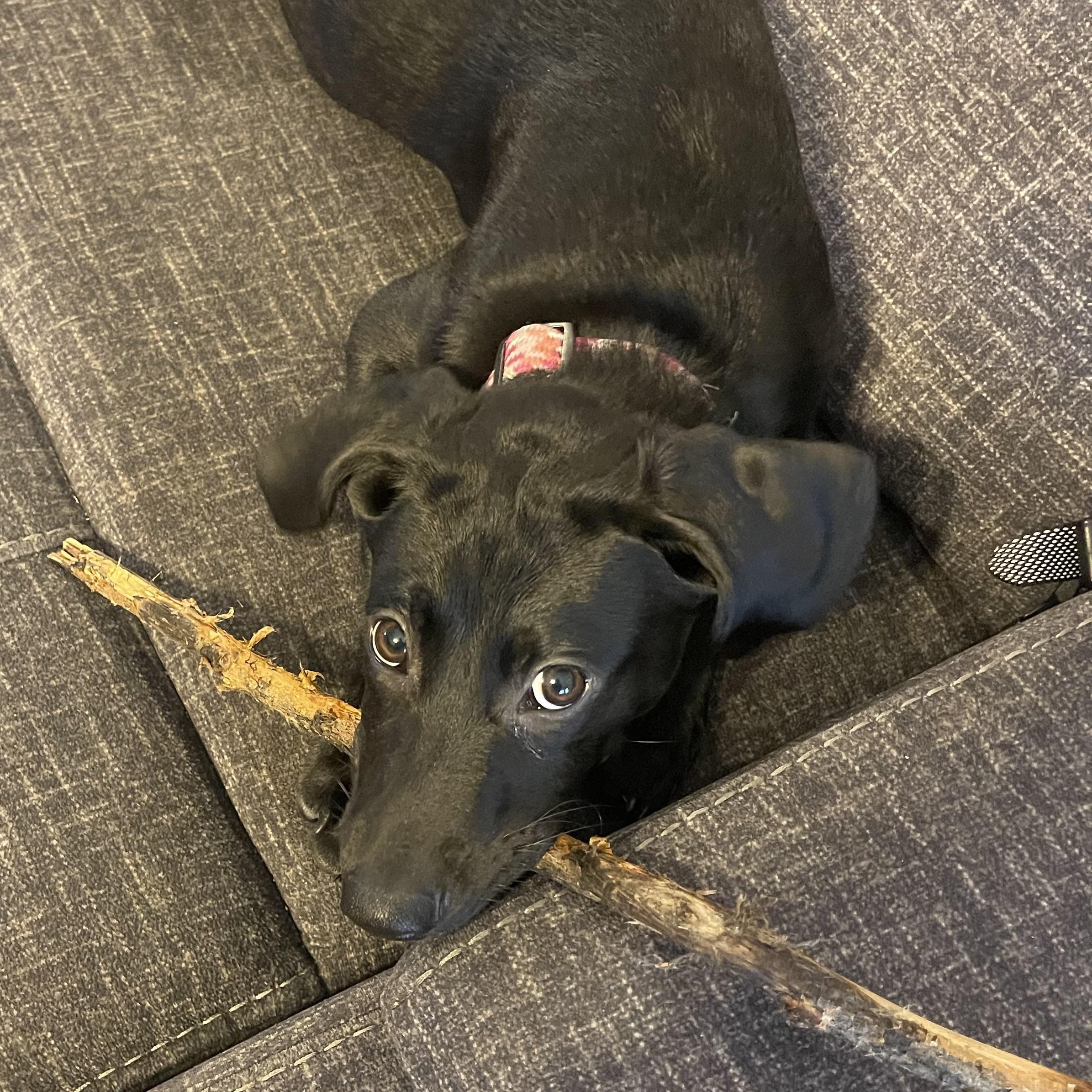 Kimber