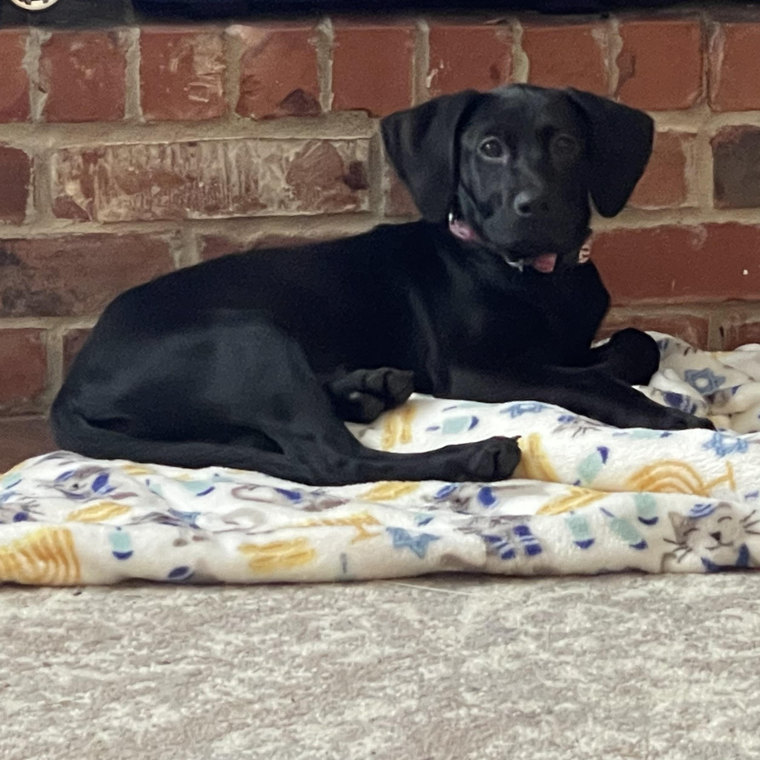 Kimber
