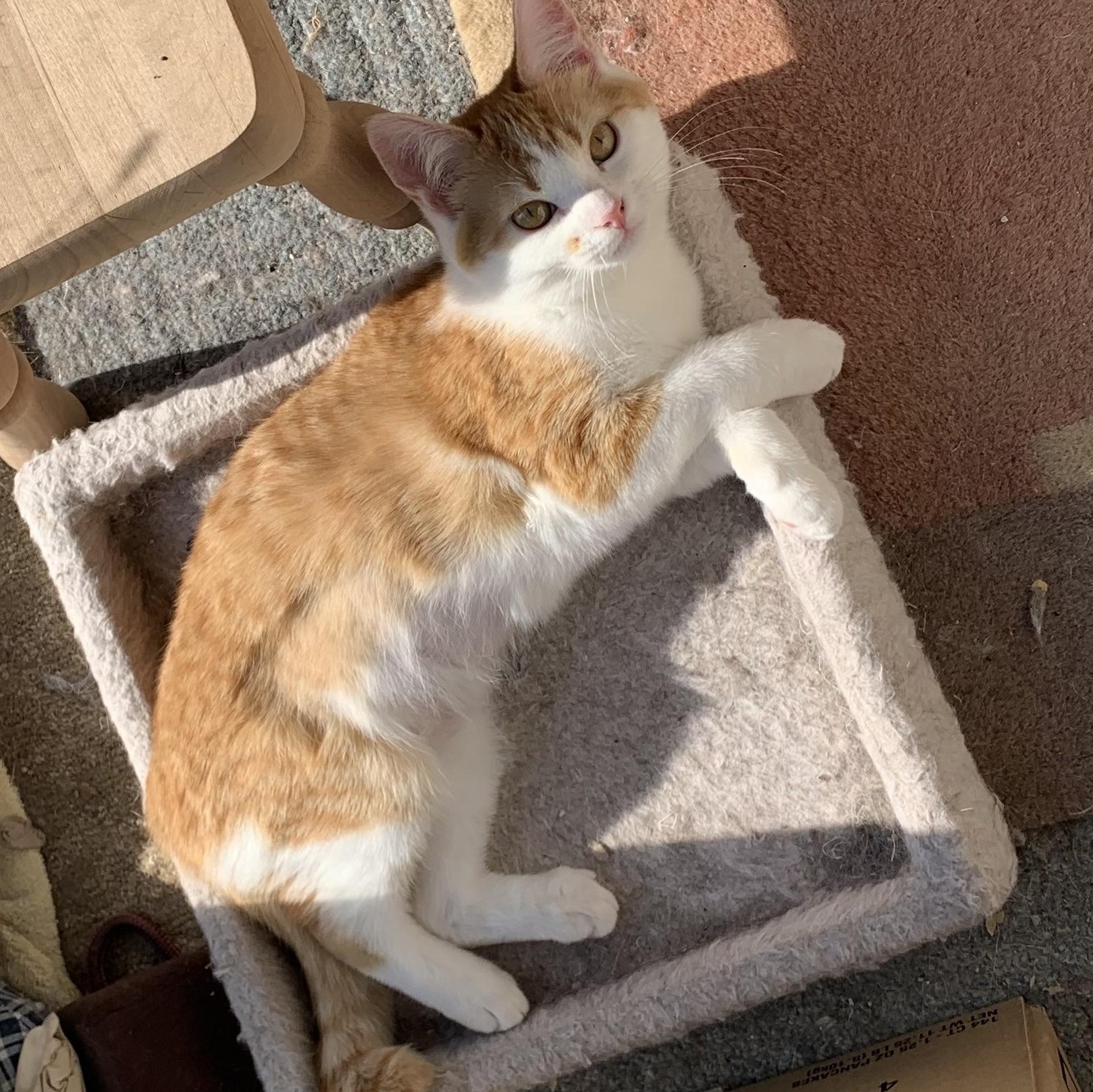 Clover and Sunflower