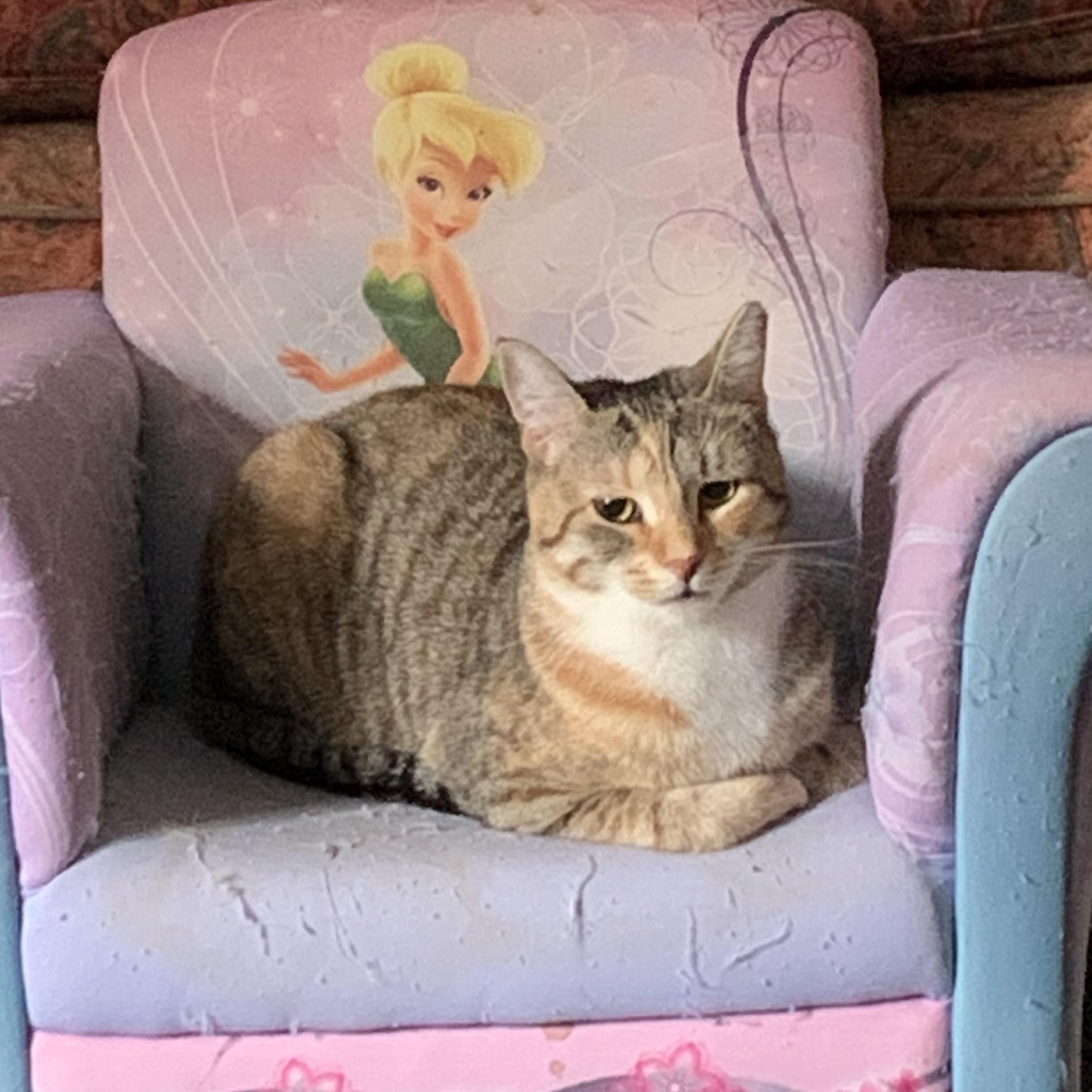 Clover and Sunflower, Adoptable, Young Female Domestic Short Hair.