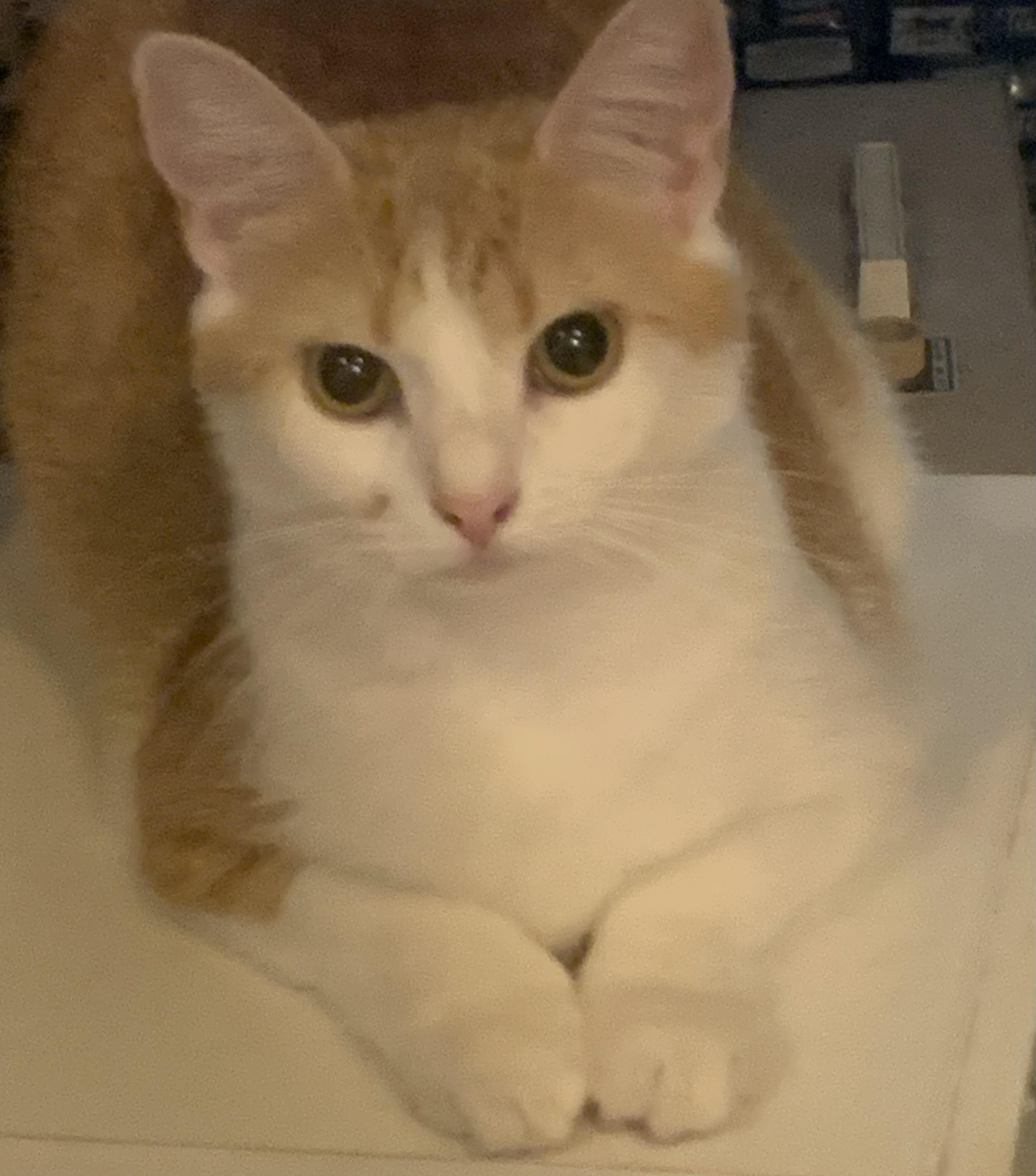 Clover and Sunflower, a Adoptable mixed breed in Ambler, PA image 4/6