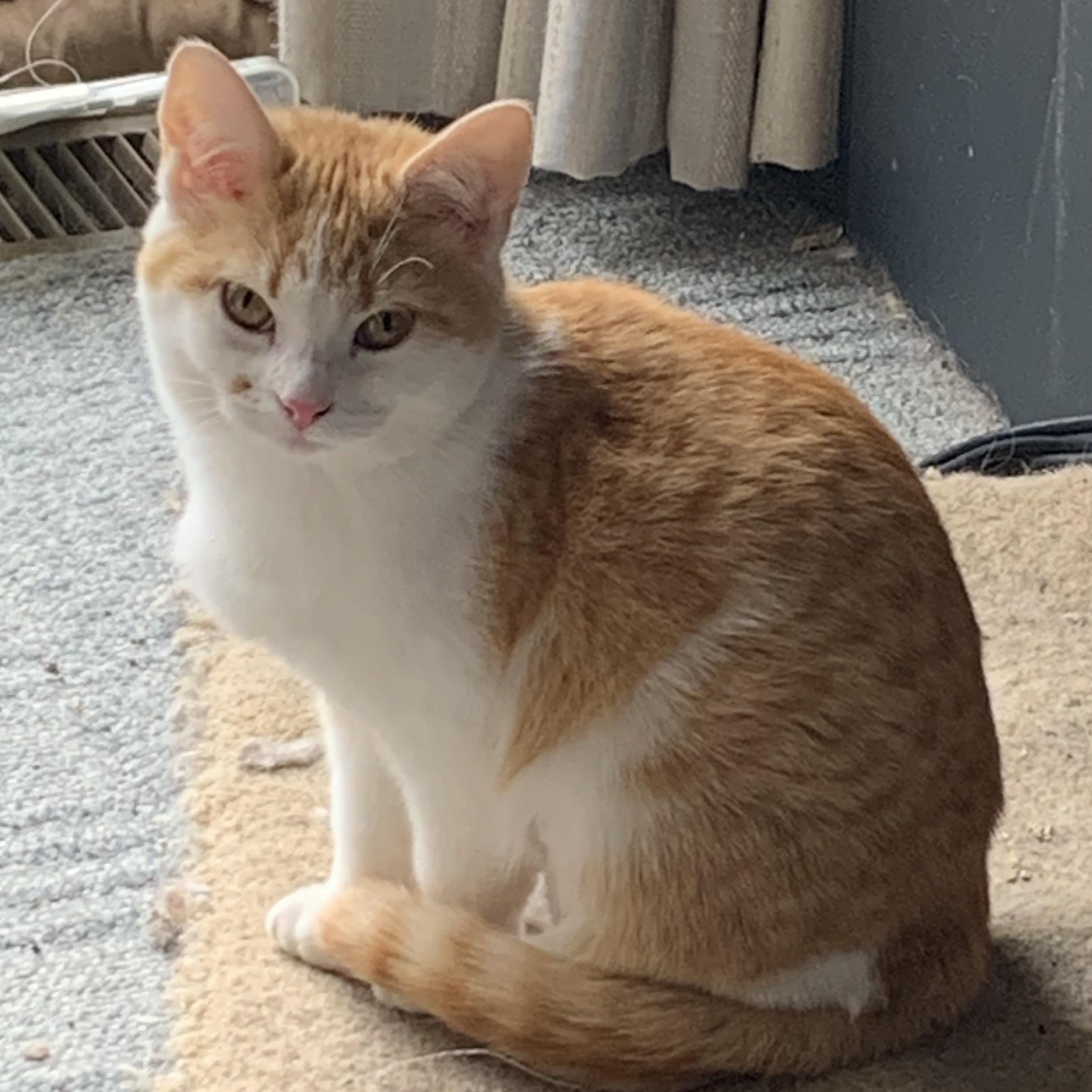 Clover and Sunflower