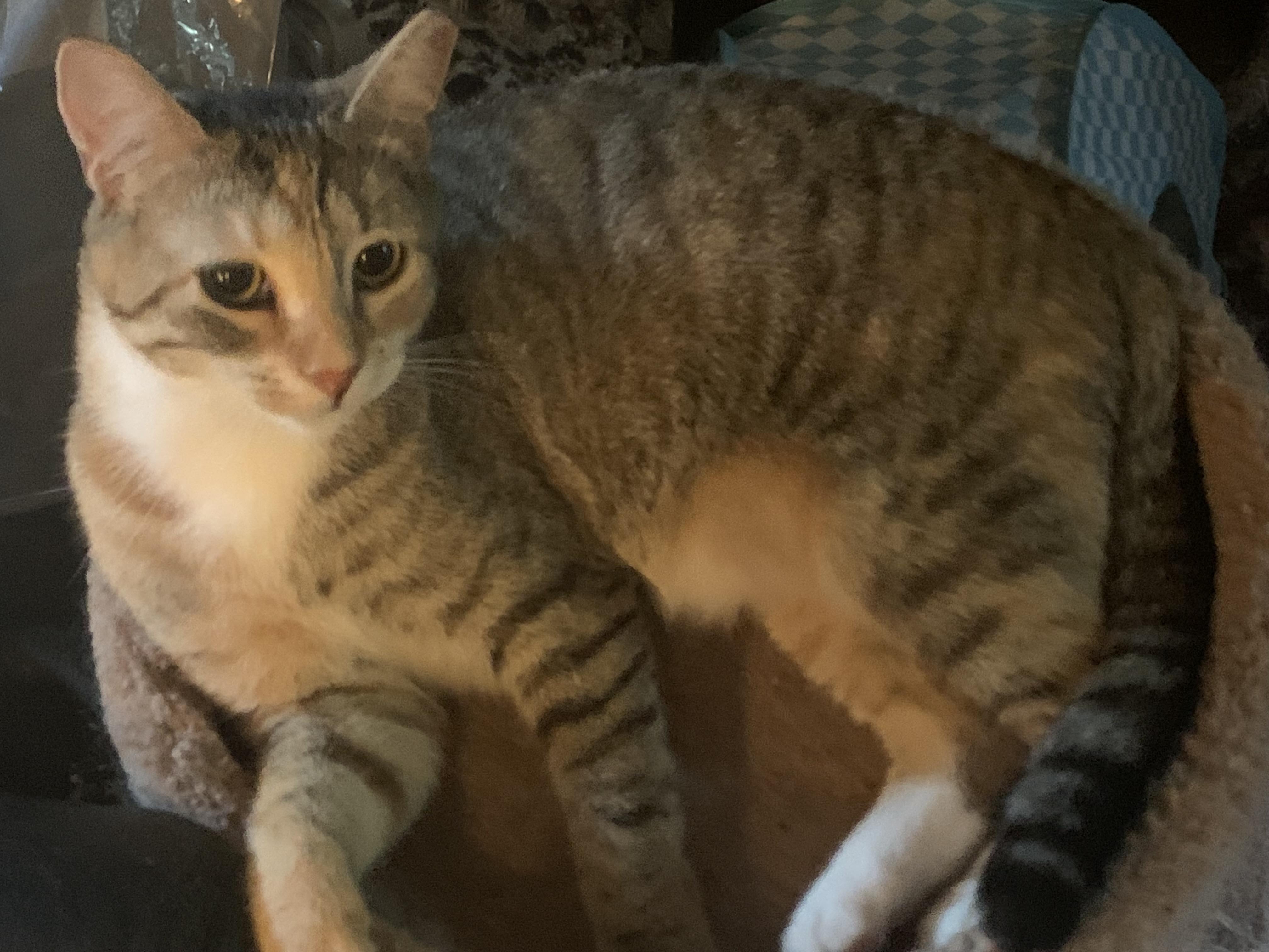 Clover and Sunflower, a Adoptable mixed breed in Ambler, PA image 2/6