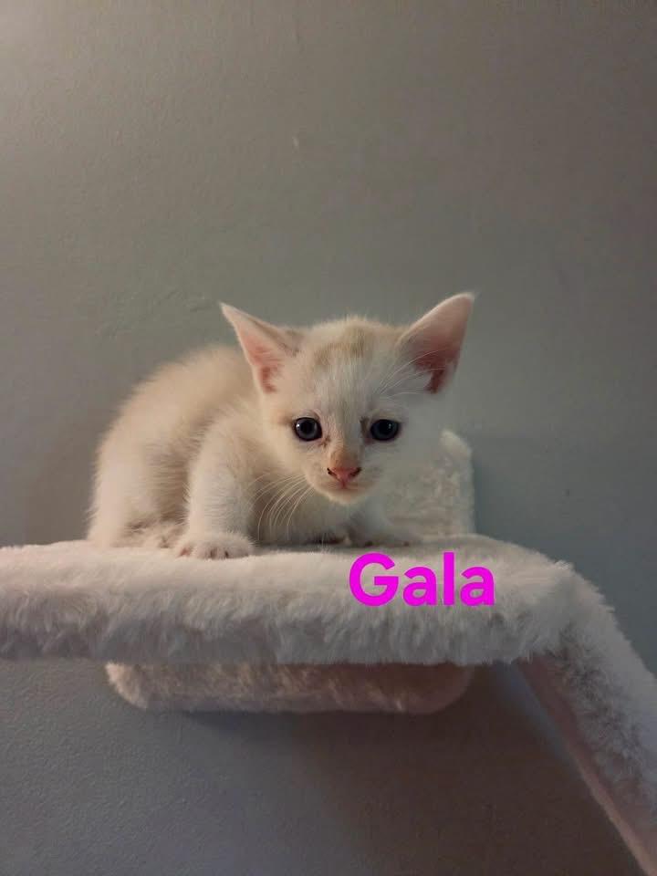 Gala, ADOPTABLE, Kitten Female Siamese.