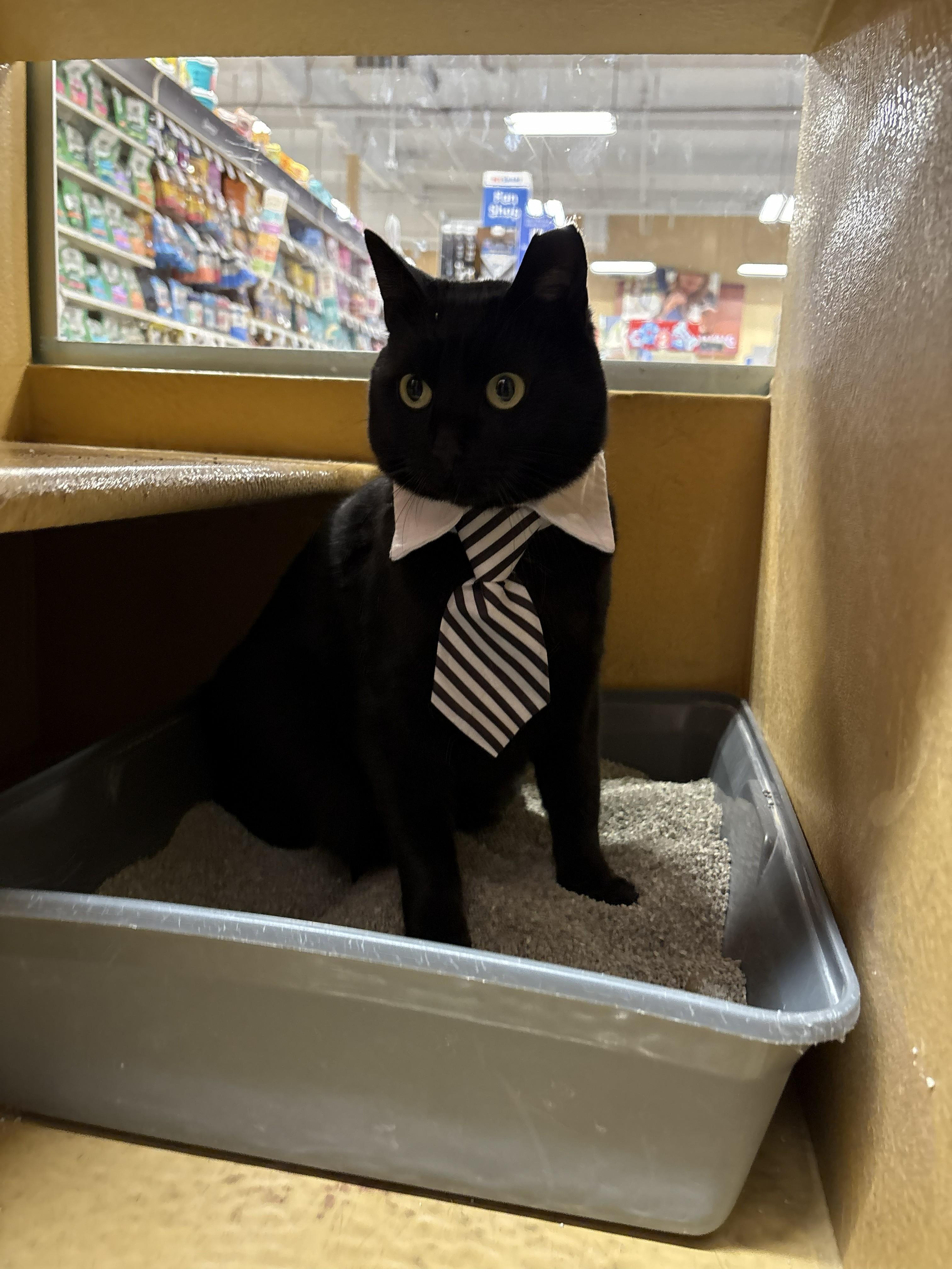 Raven, ADOPTABLE, Young Male Domestic Short Hair.