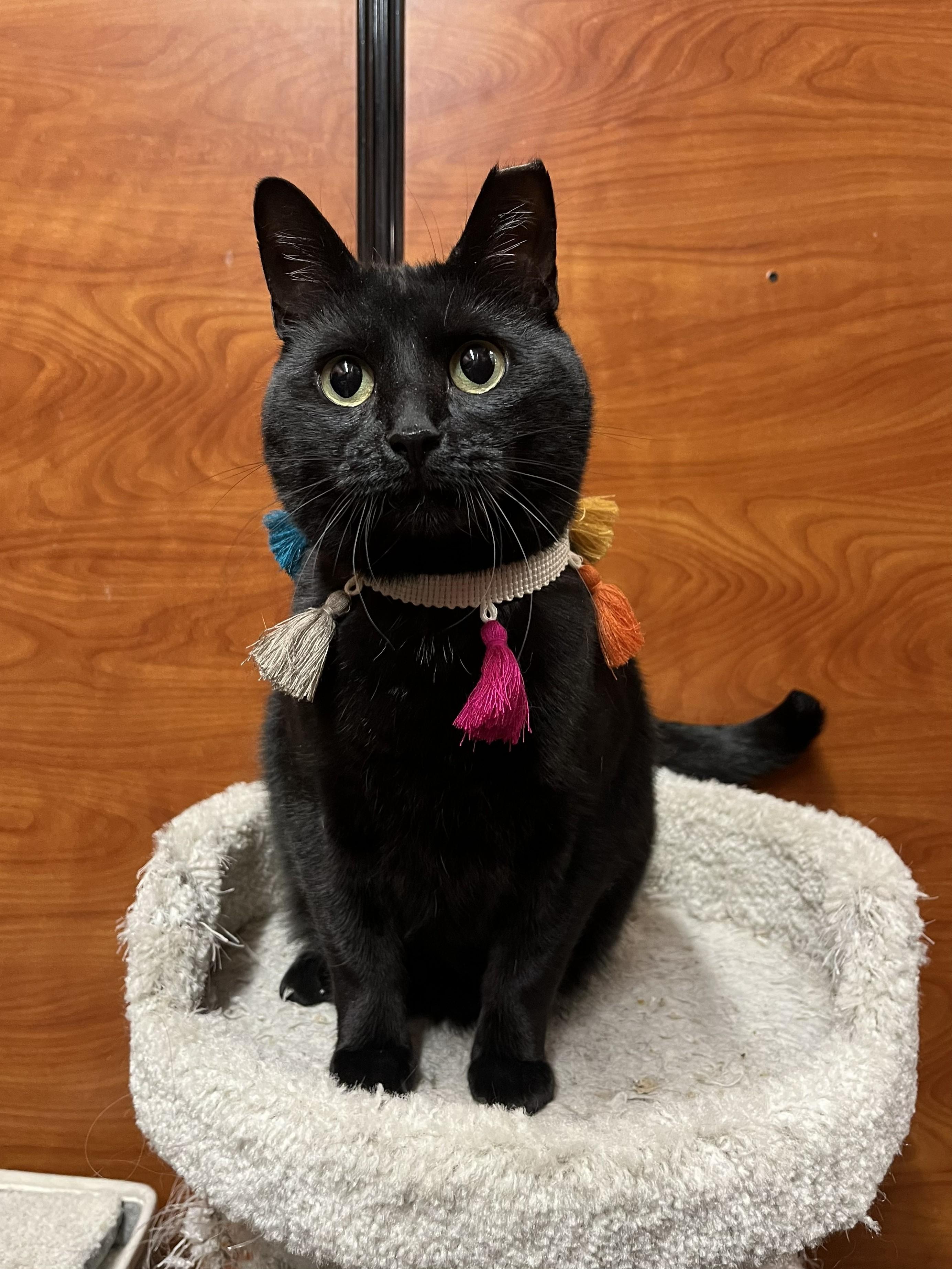 Raven, a ADOPTABLE Domestic Short Hair in City of Industry, CA image 3/4