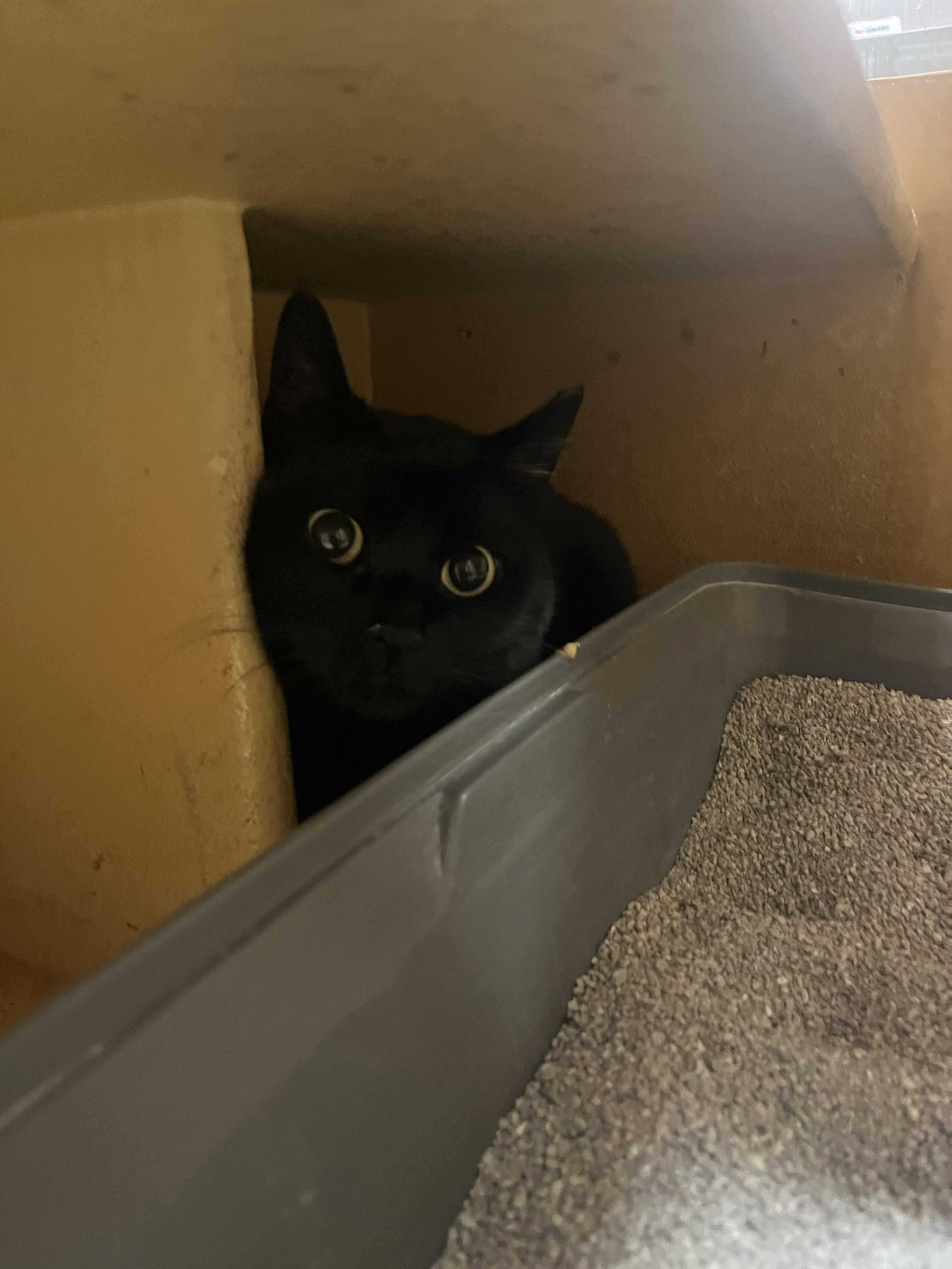 Raven, a ADOPTABLE Domestic Short Hair in City of Industry, CA image 4/4