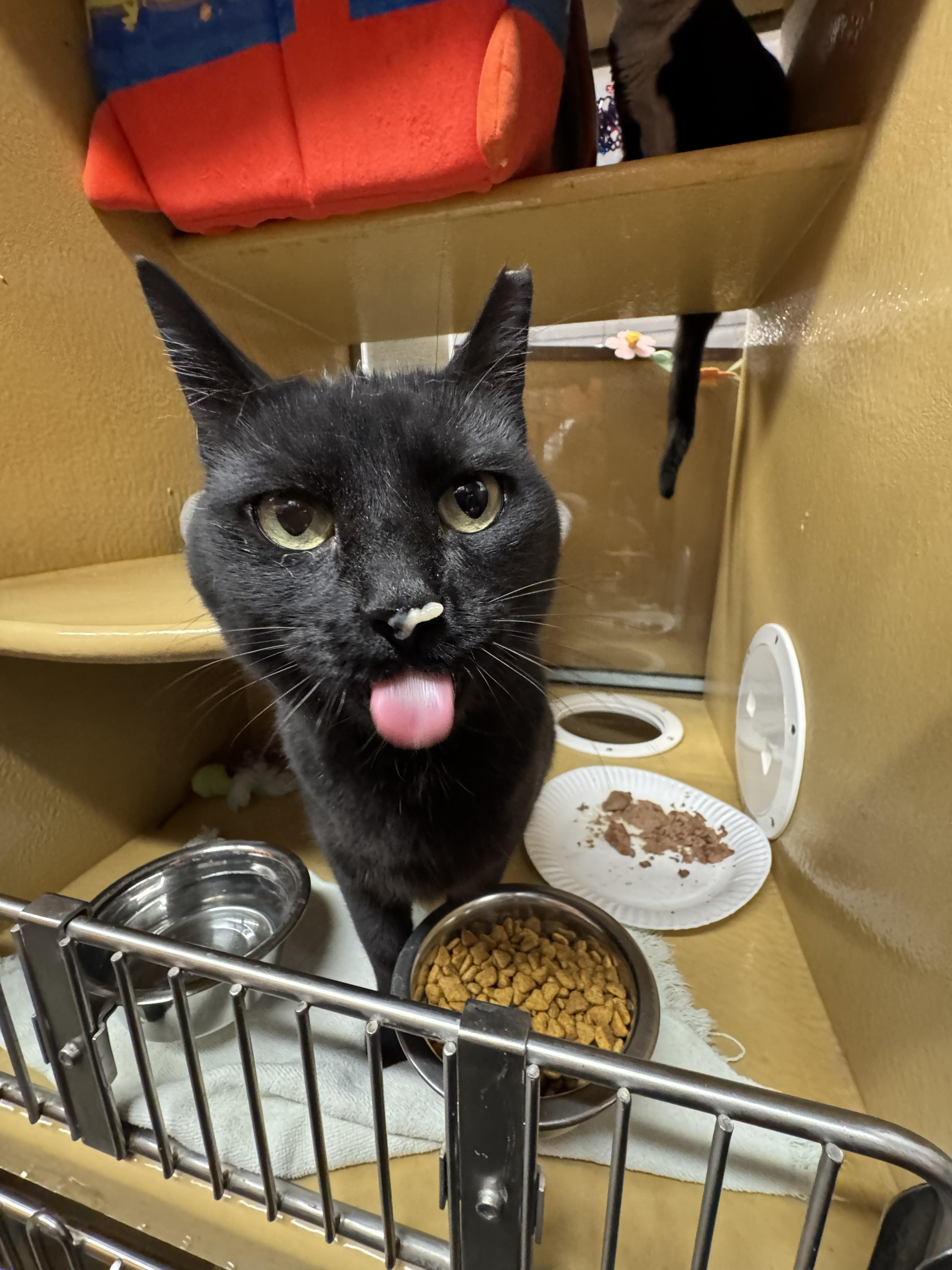 Raven, a ADOPTABLE Domestic Short Hair in City of Industry, CA image 2/4