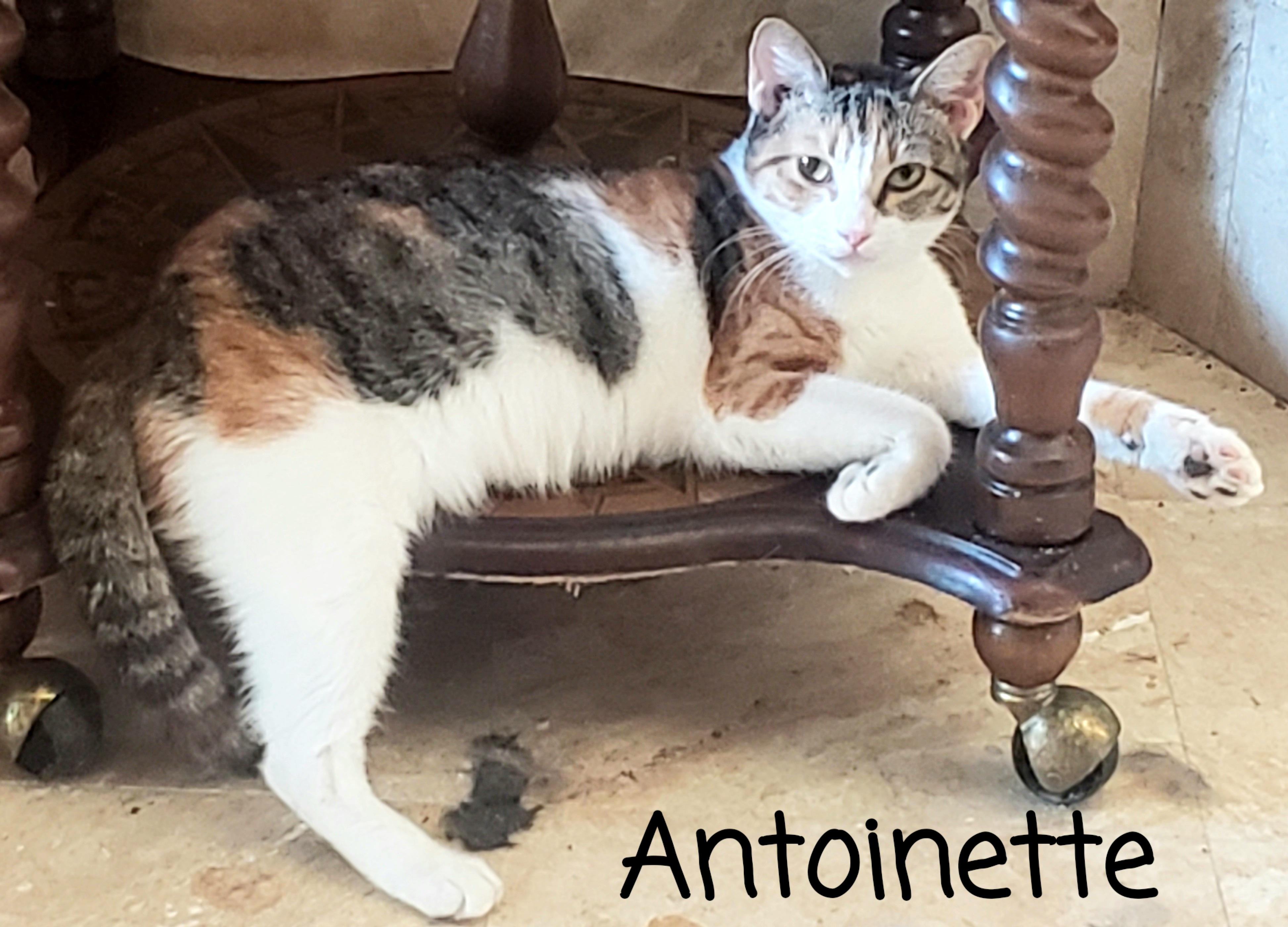 Antoinette