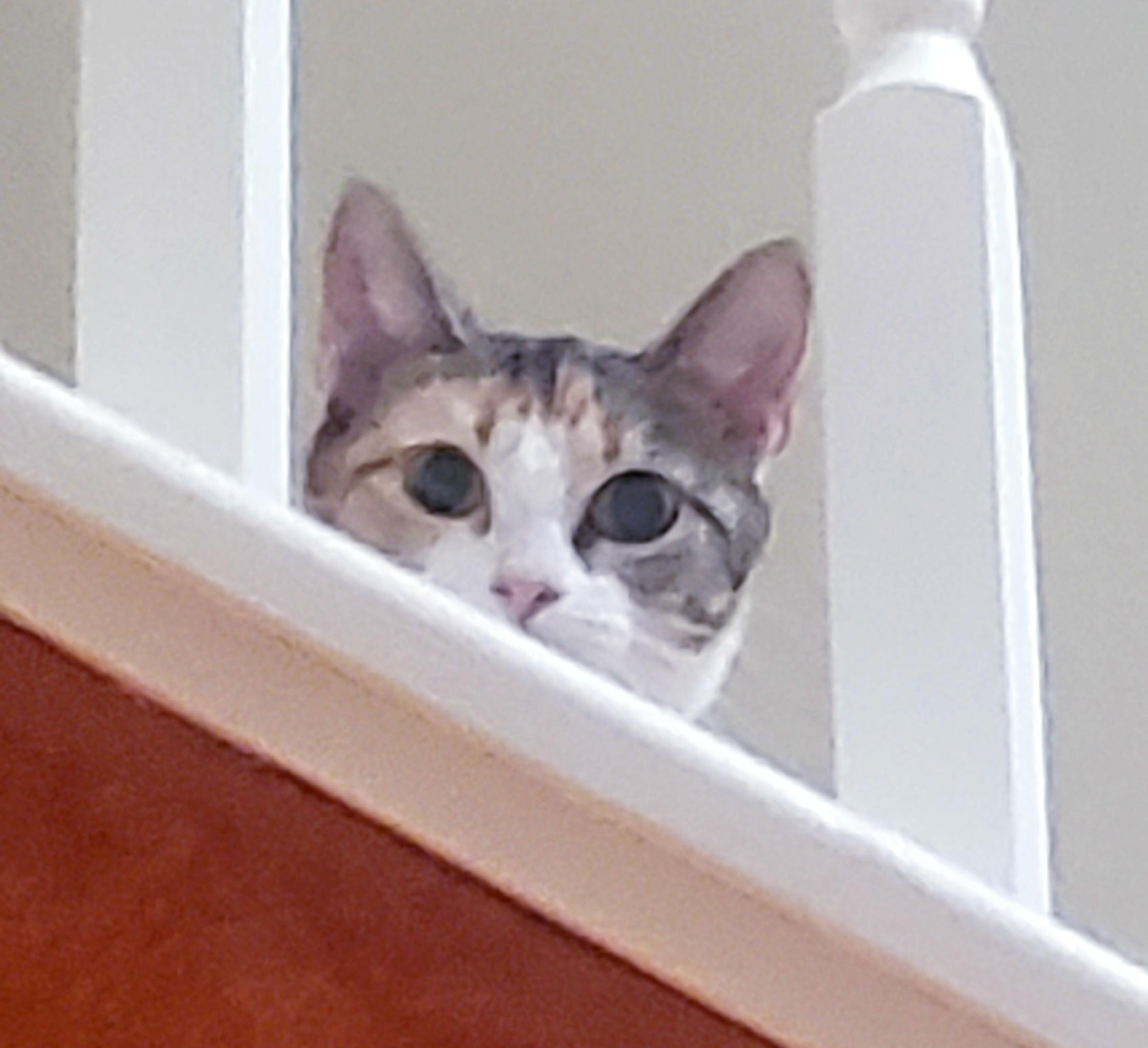 Antoinette, a Adoptable Domestic Short Hair in Houston, TX image 4/4