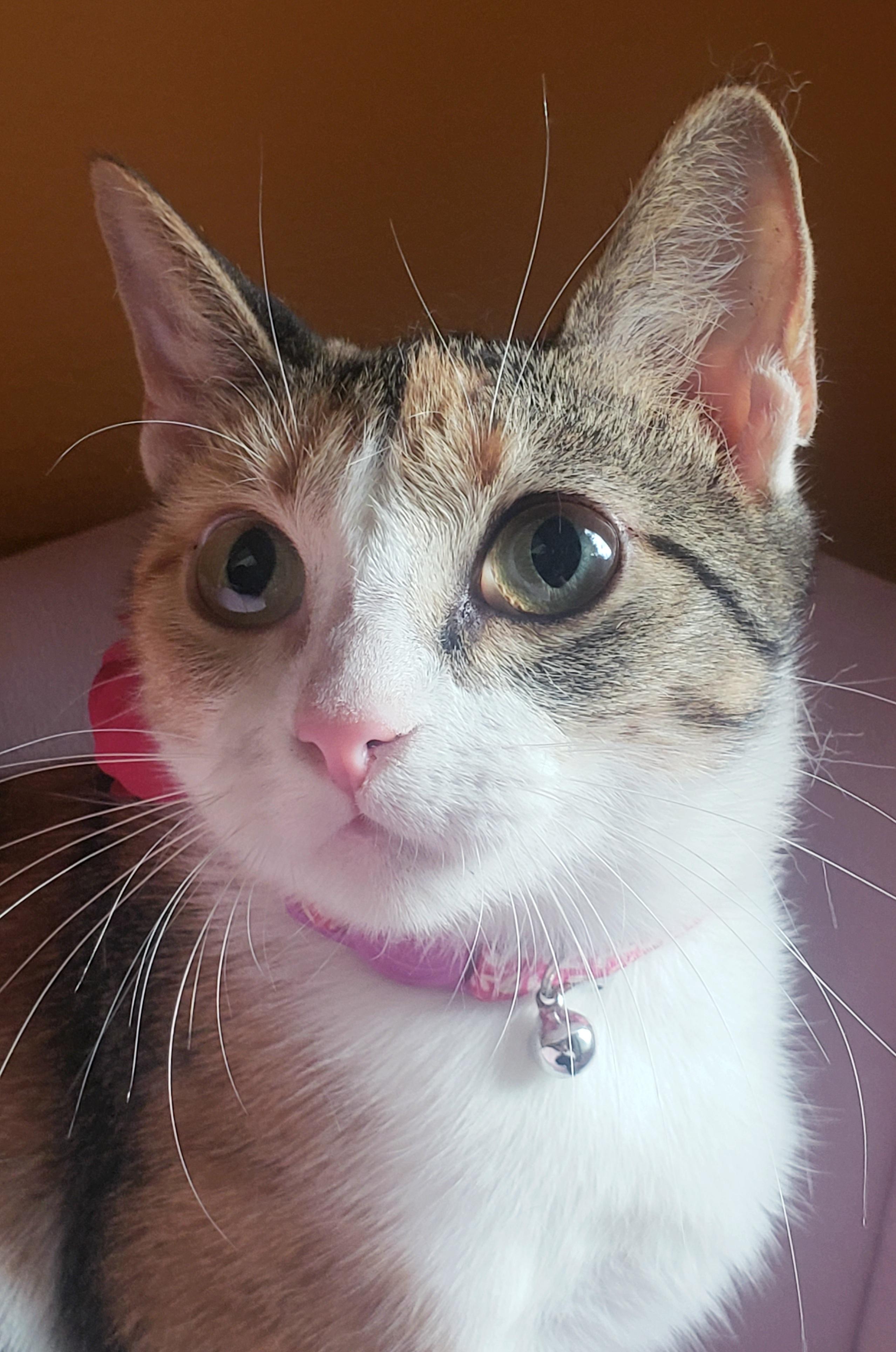 Antoinette, a Adoptable Domestic Short Hair in Houston, TX image 2/4