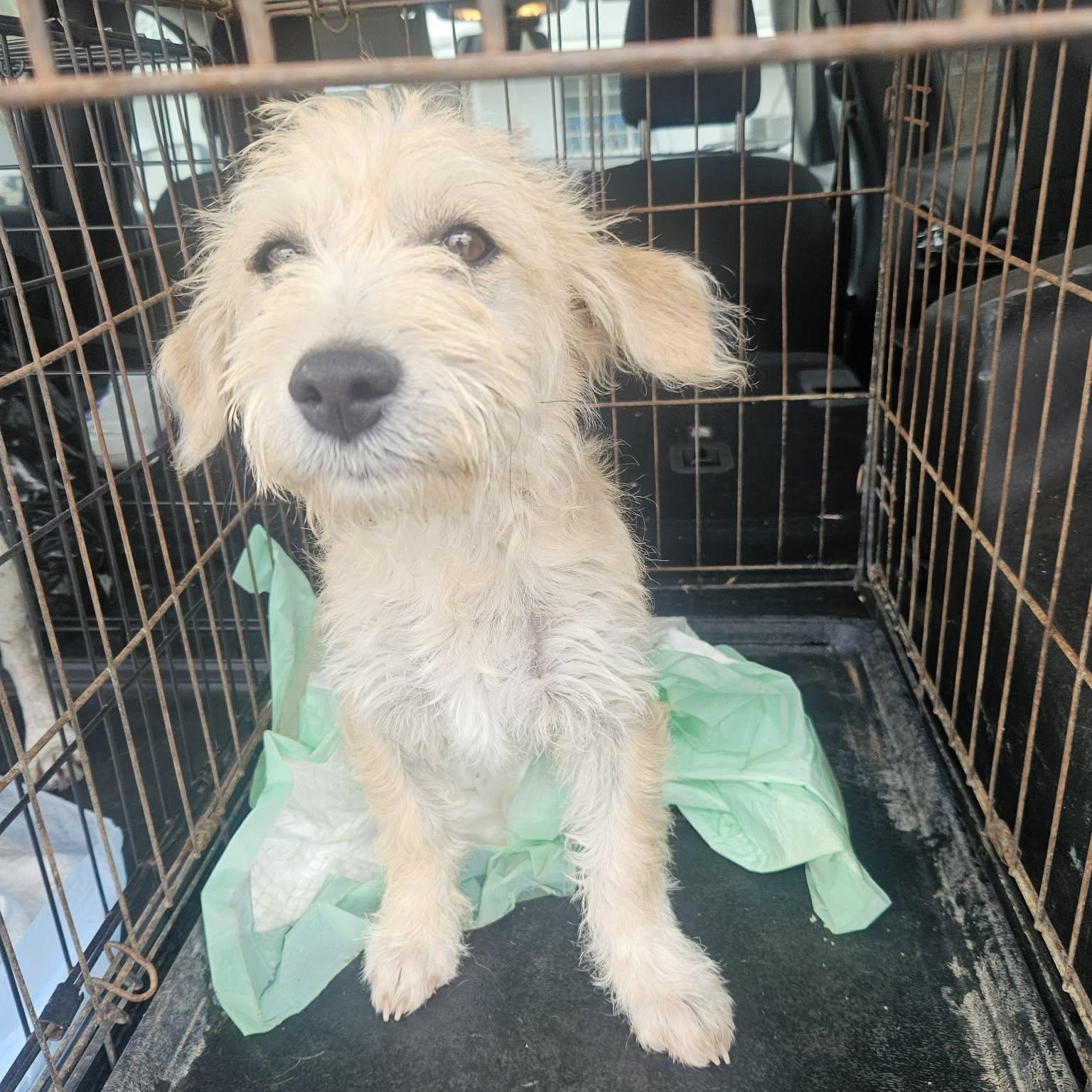 Bernie, adopted, Puppy Male Mixed Breed.