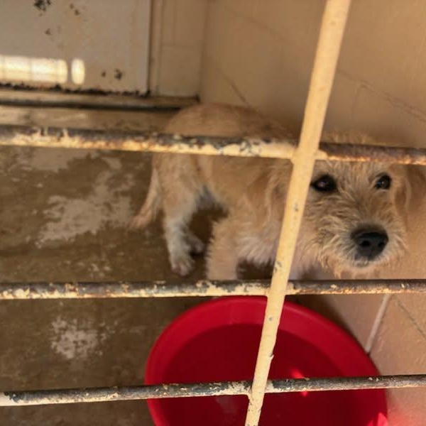 Enlarge Bernie, an adopted mixed breed in Paramus, NJ image 3/4