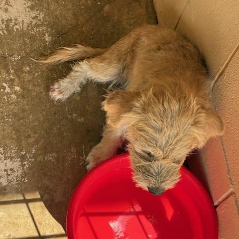 Enlarge Bernie, an adopted mixed breed in Paramus, NJ image 4/4