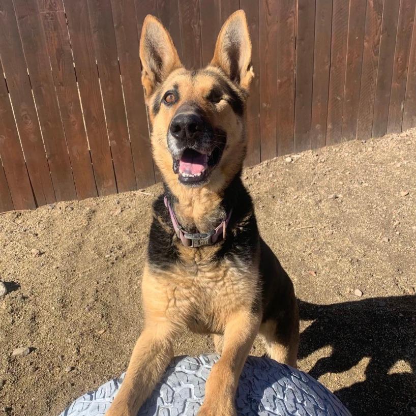 Declan, Adoptable, Senior Male German Shepherd Dog.