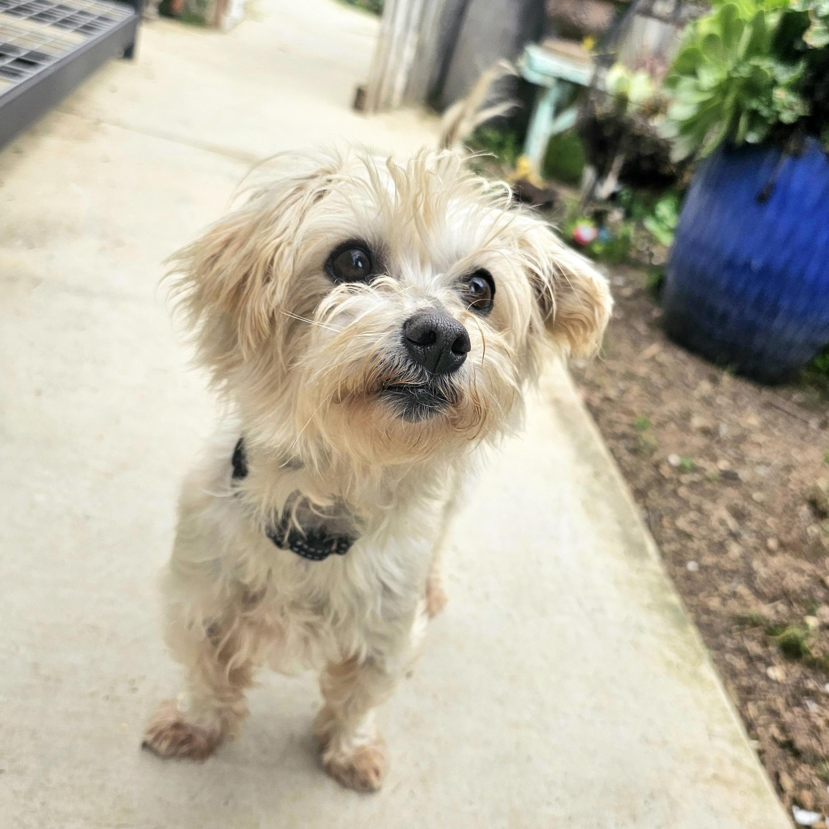 Leela, ADOPTABLE, Adult Female Maltese.