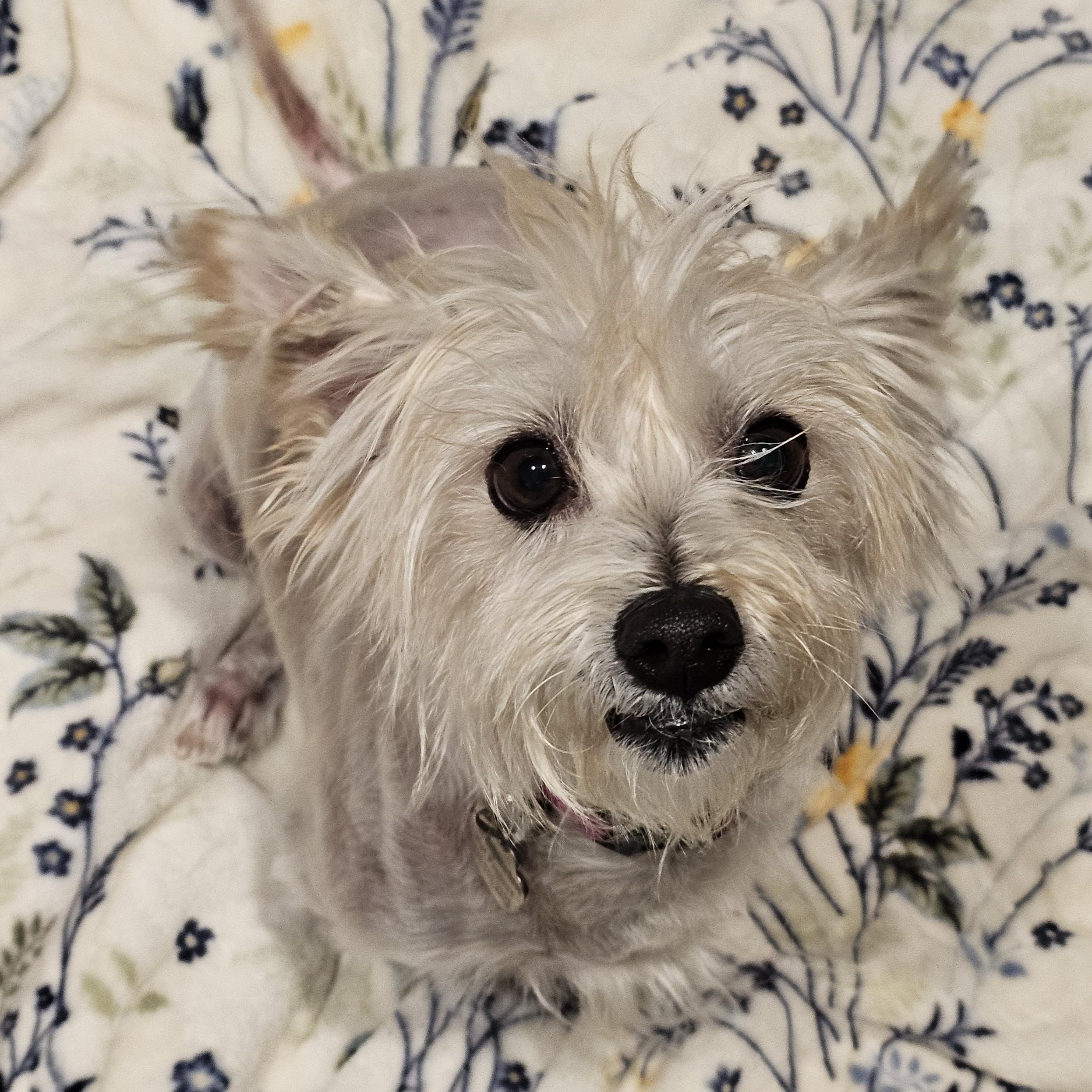 Enlarge Leela, a ADOPTABLE mixed breed in Salinas, CA image 2/2