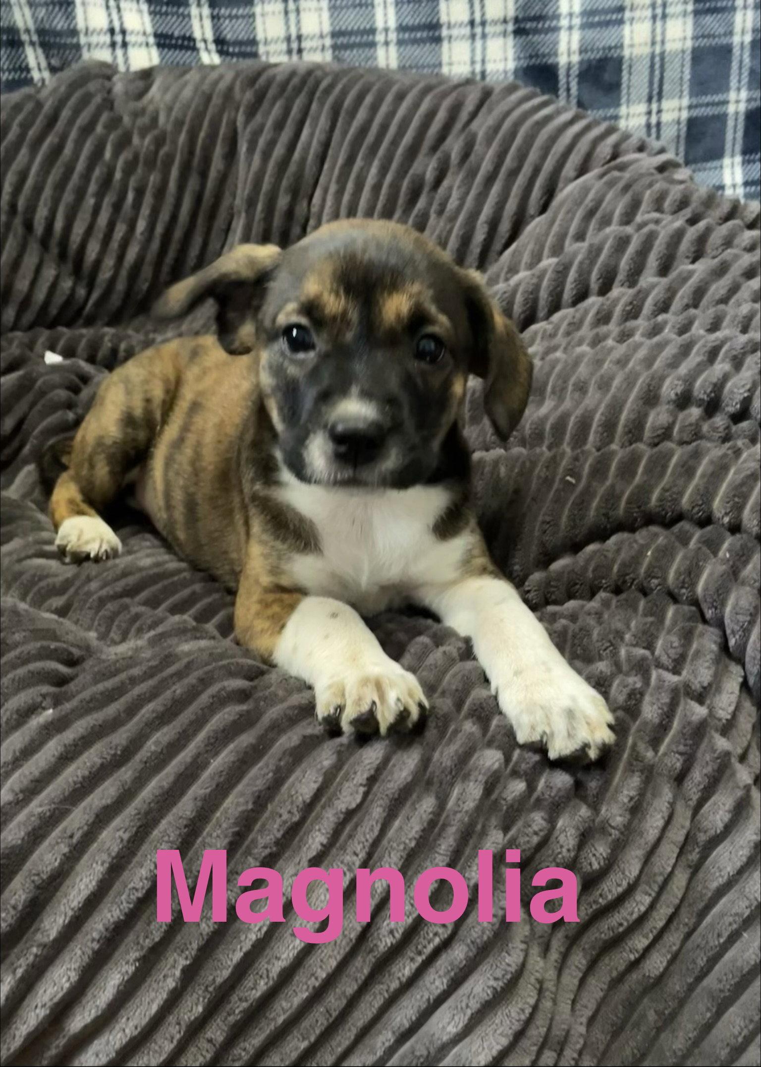 Magnolia, Adopted, Puppy Female Terrier.