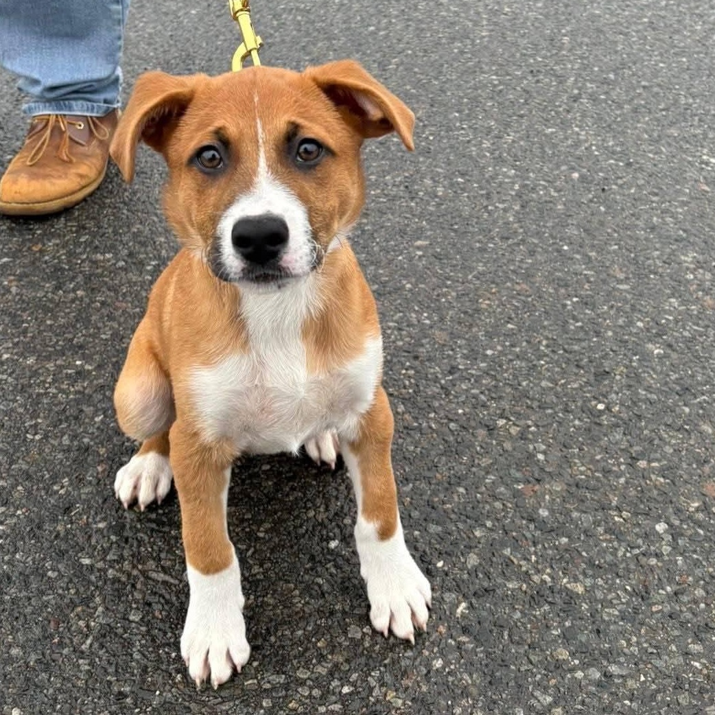 Enlarge Cinnamon, an adopted mixed breed in Bridgewater, NJ image 1/1